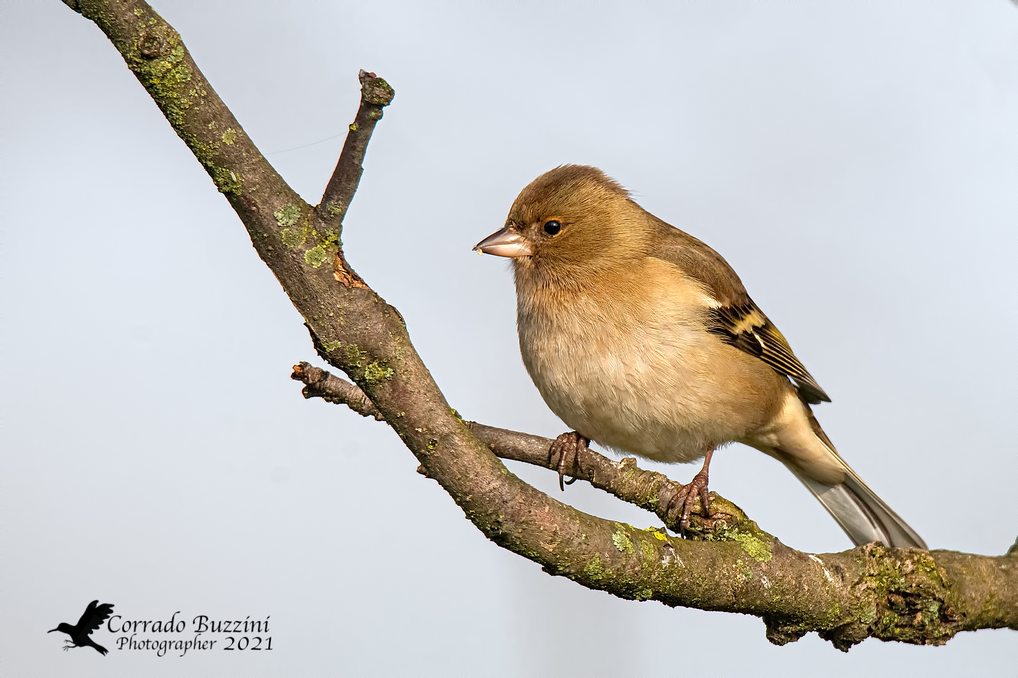 Chaffinch