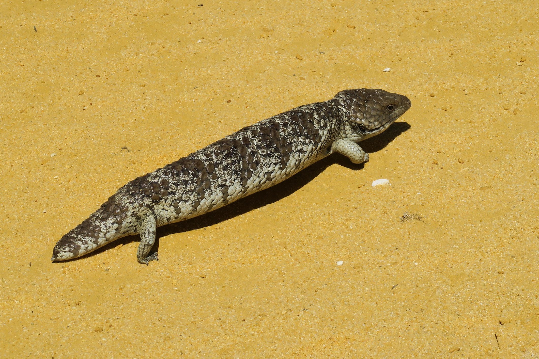 bobtail skink (tiliqua rugosa) australia