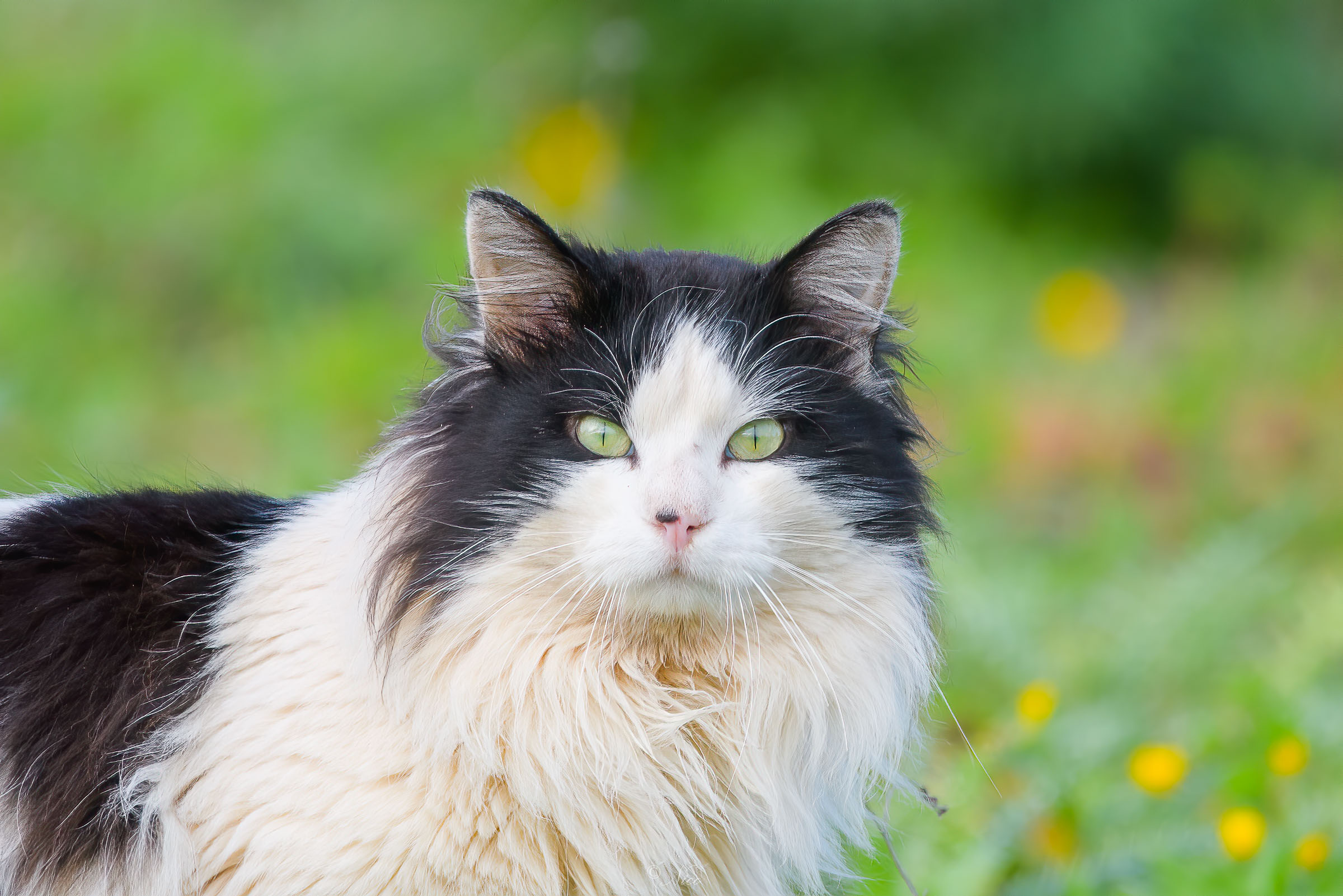 Kitten among the fields