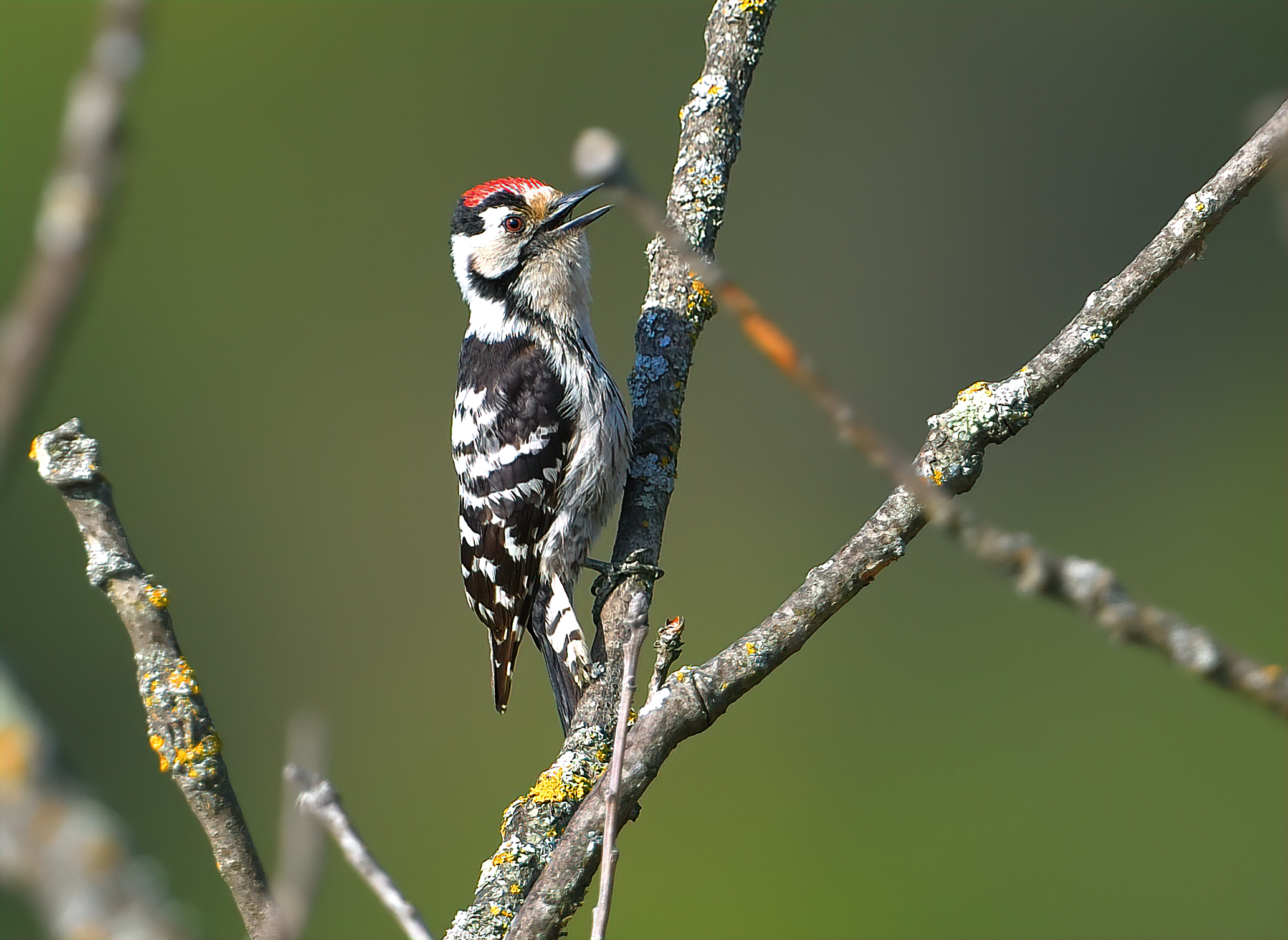 Red woodpecker minor m.