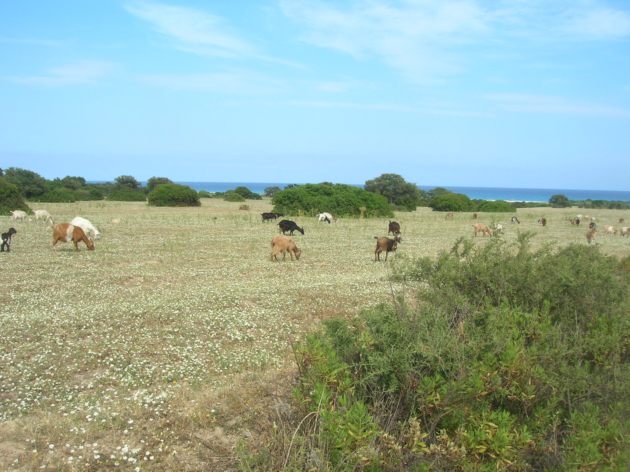 Grazing goats - Sardinia
