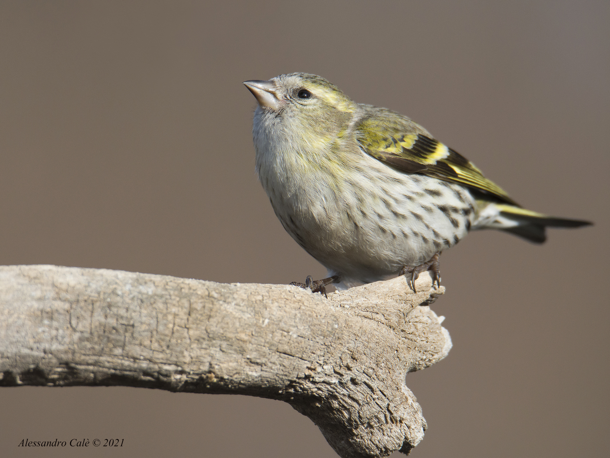 Carduelis spinus (Lucherino) 7545