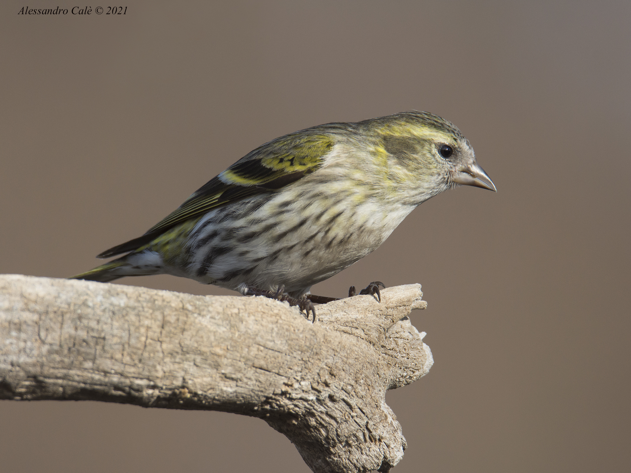 Carduelis spinus (Lucherino) 7514