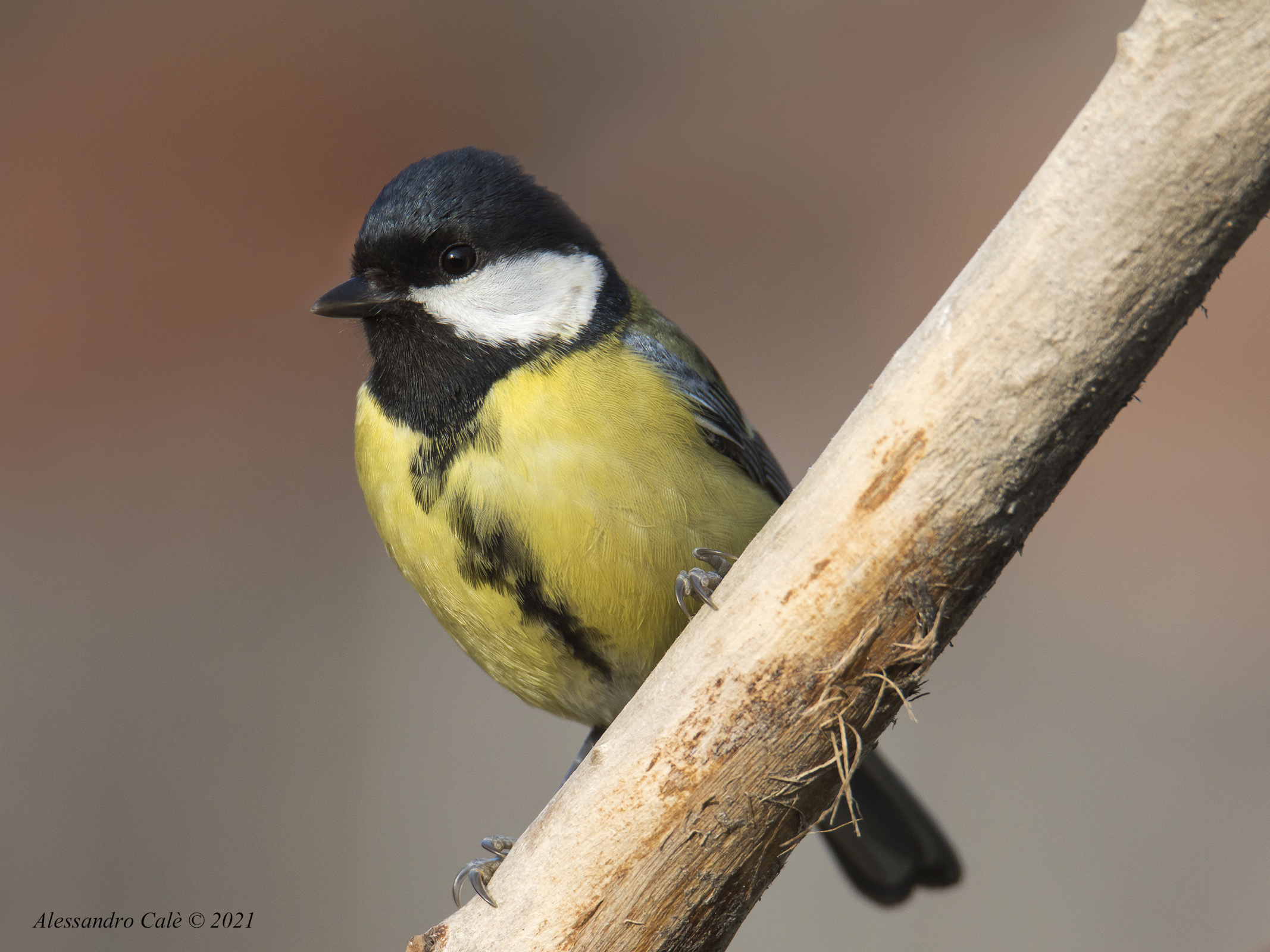 Parus major (Cinciallegra) 7668