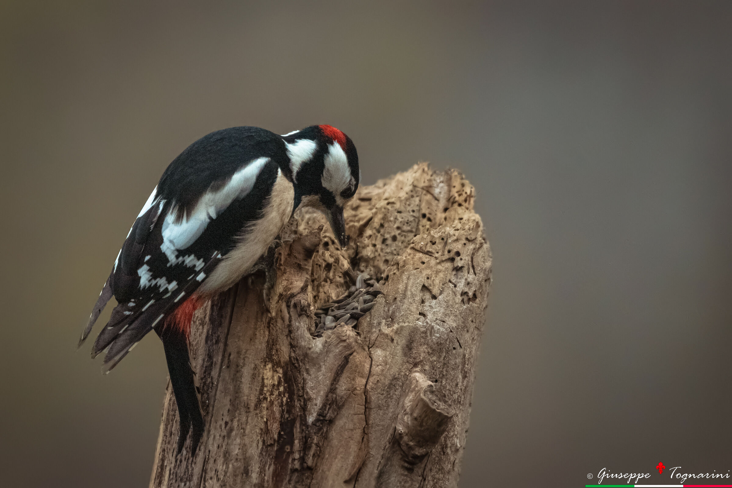 Il pranzo è servito