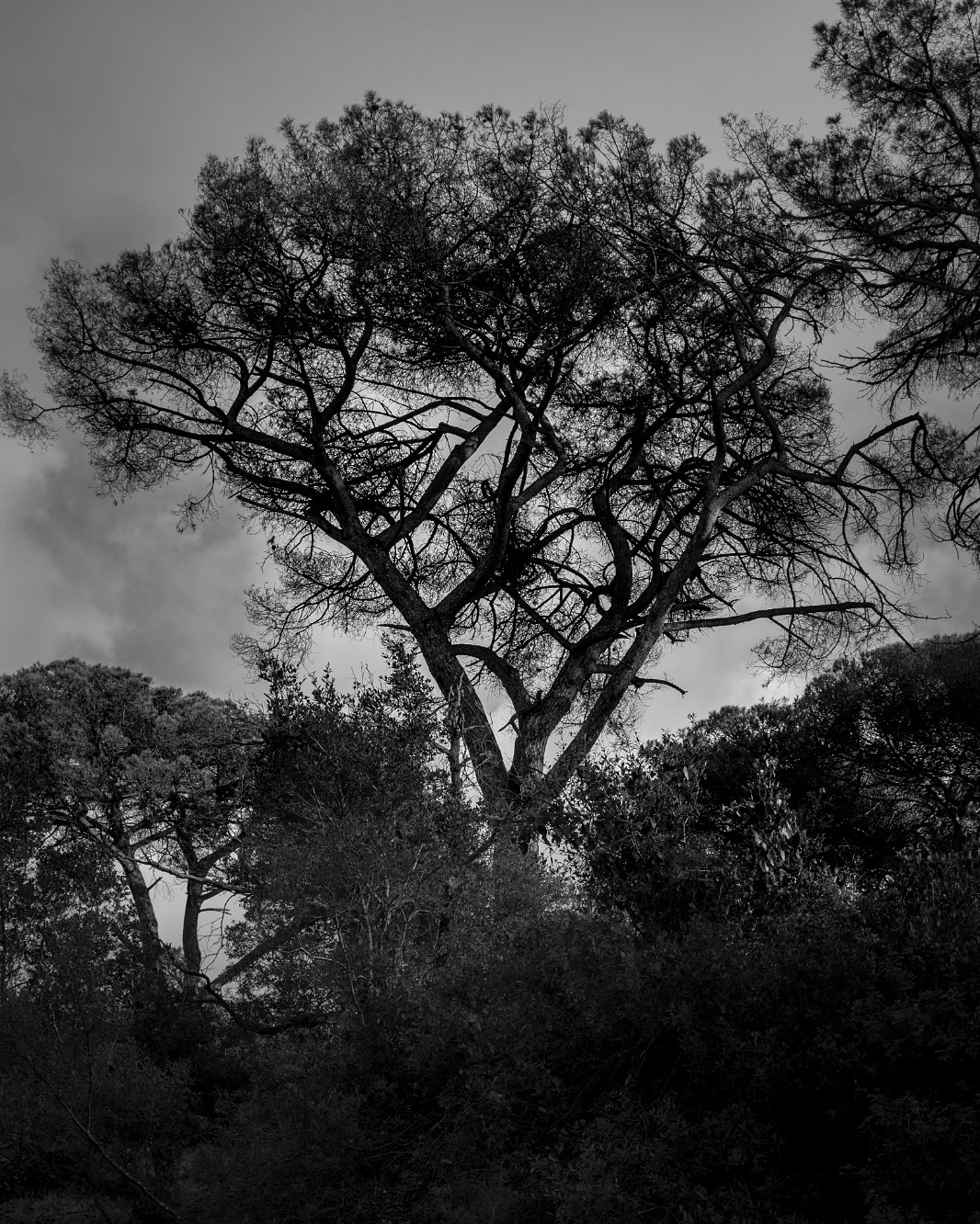 The pine forest suffers, but no one seems to care