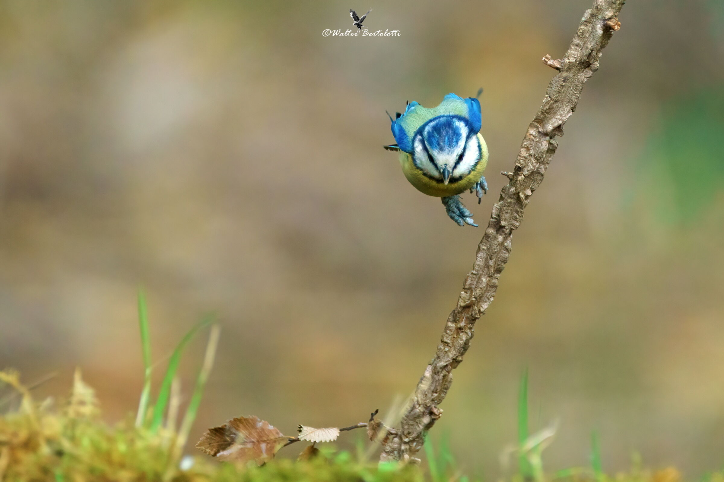 il tuffo della cinciarella