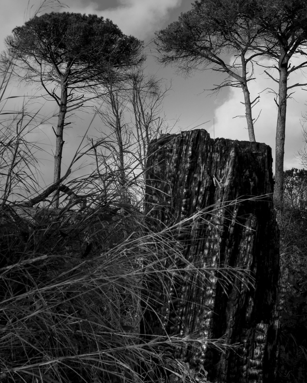 Unholy signs of man.