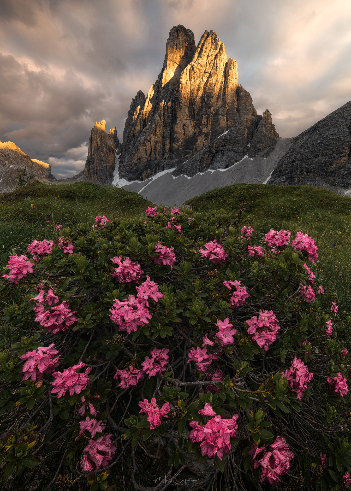 Alpine Roses