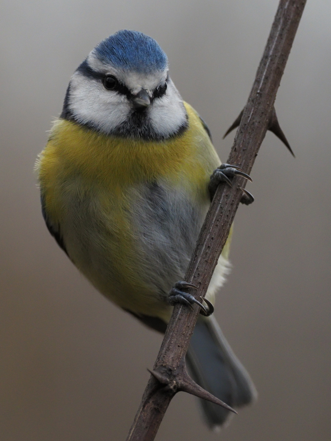 cinciarella molto vicino