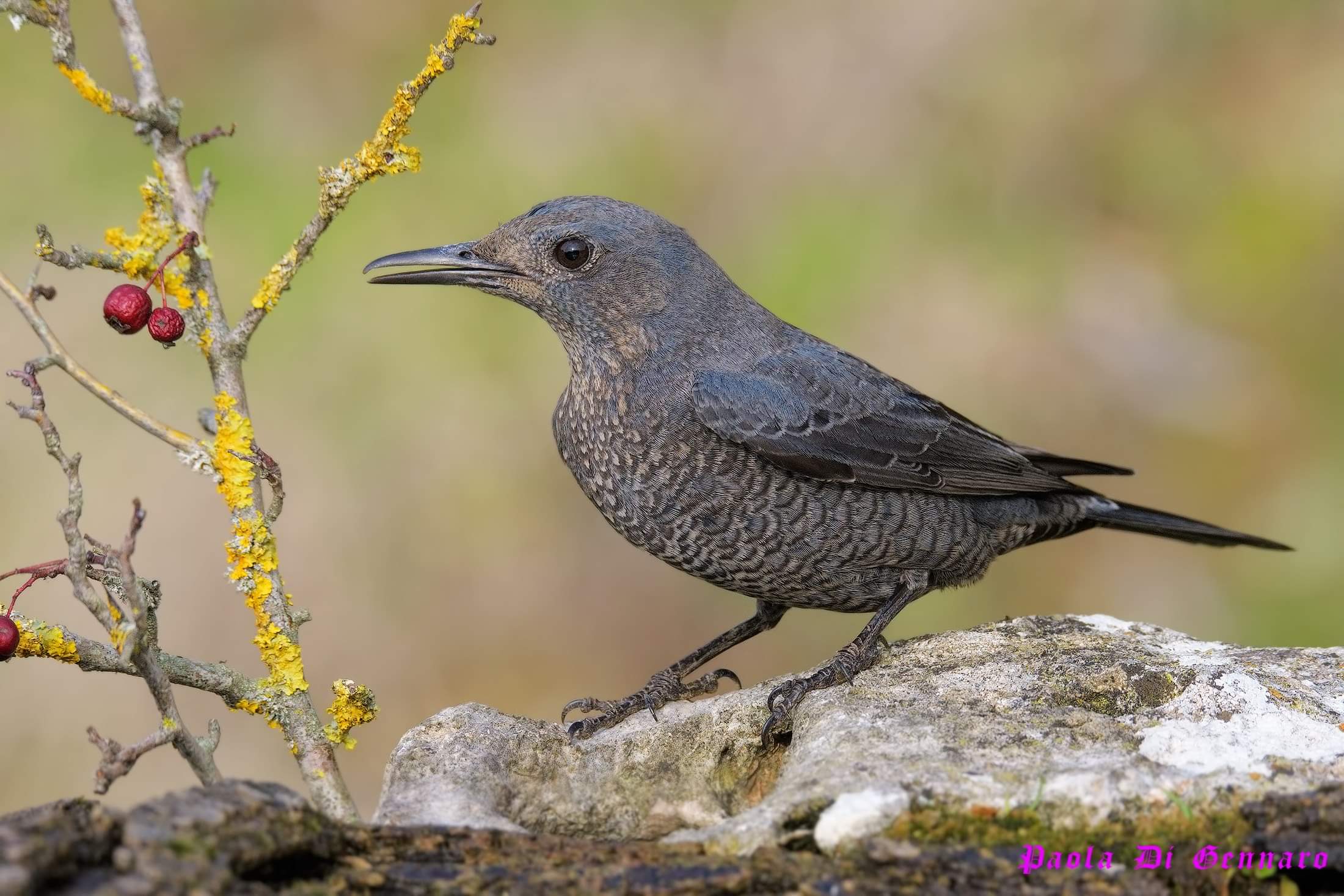 Monticola solitarius