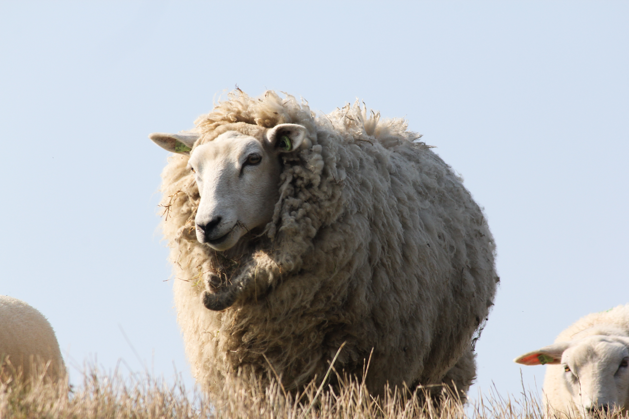 ritratto ovino - olanda