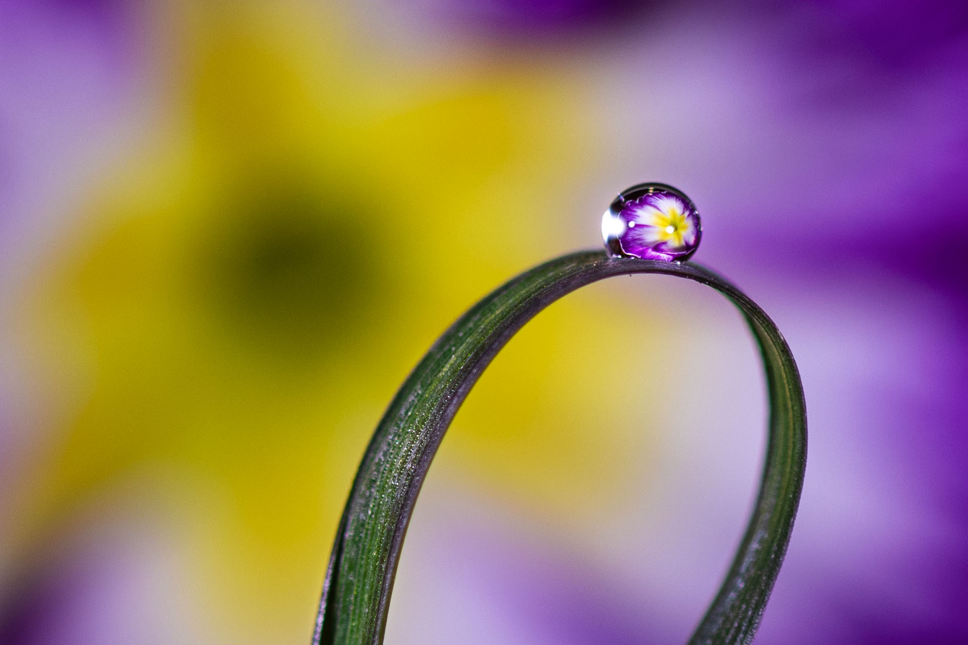 Drops & Flowers