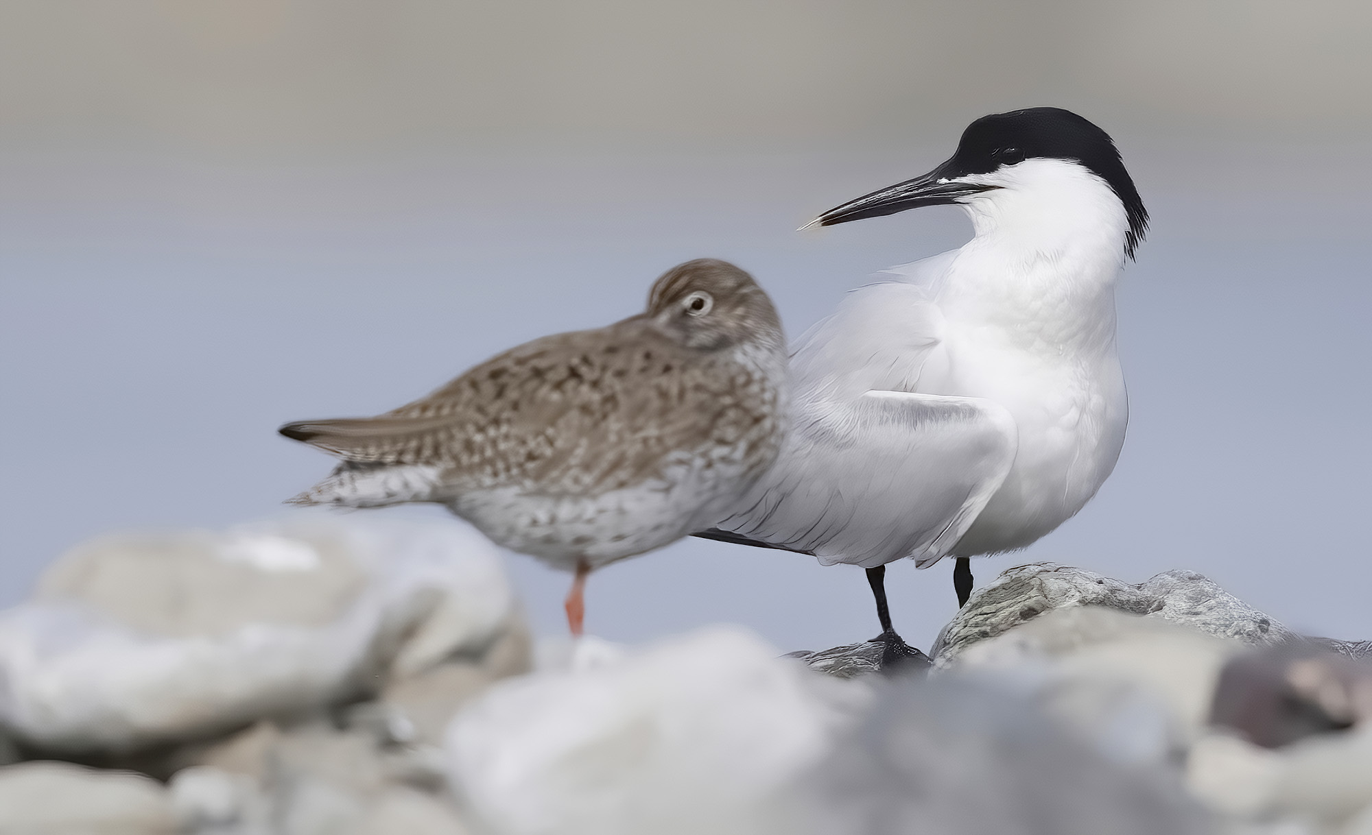 misto mare, beccapesci con pettegola