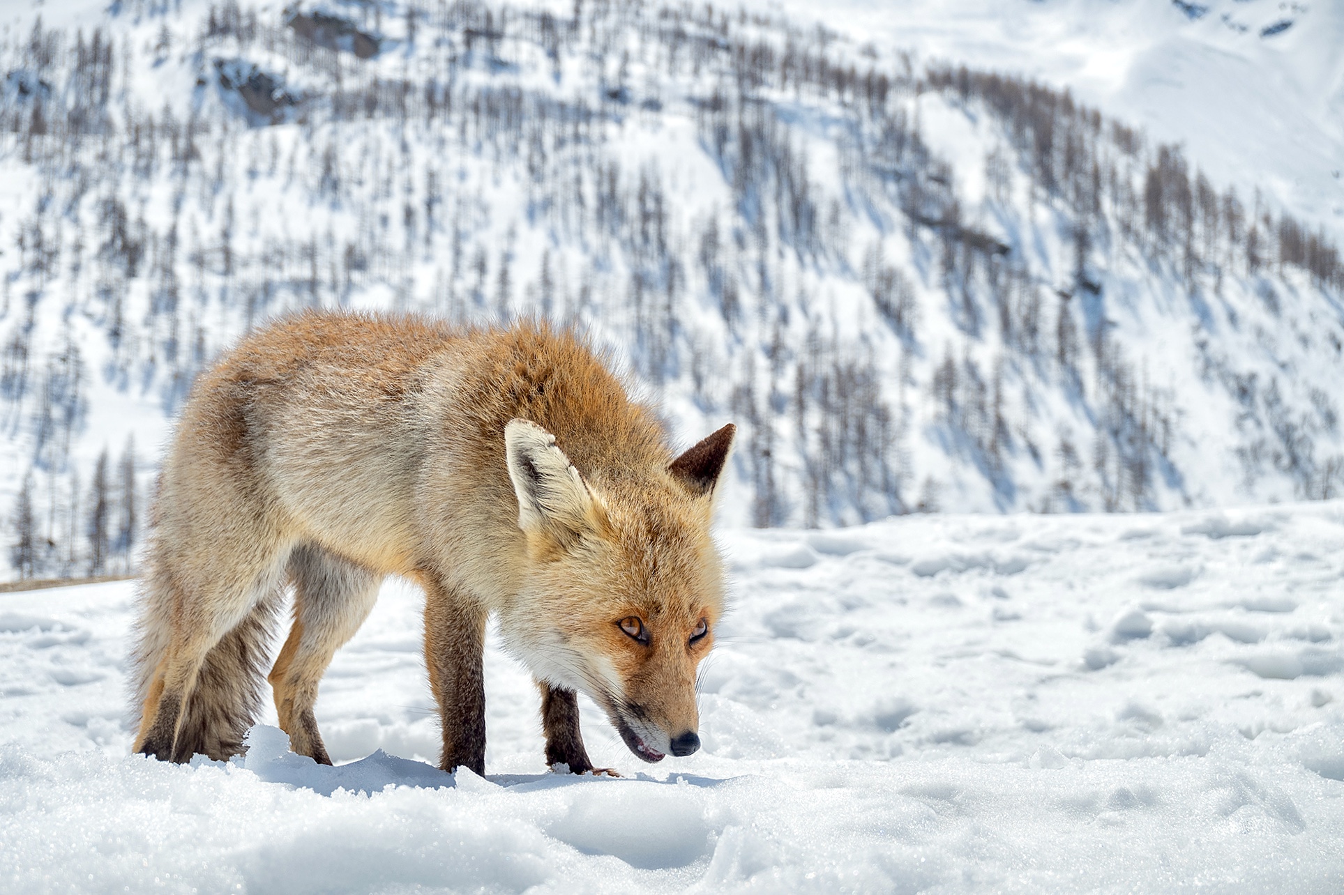 Crazy like an hungry fox