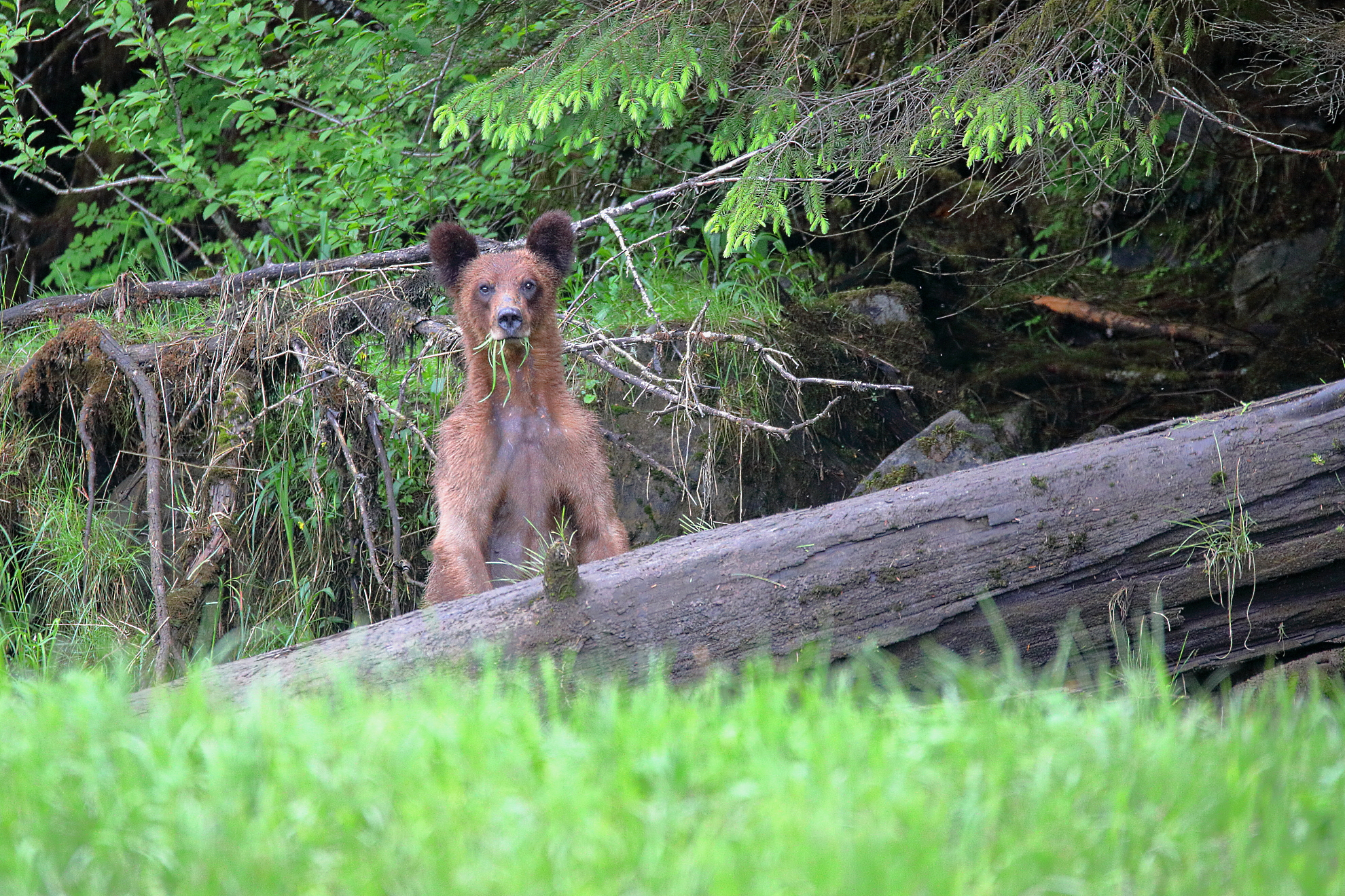 Giovane orso grizzly