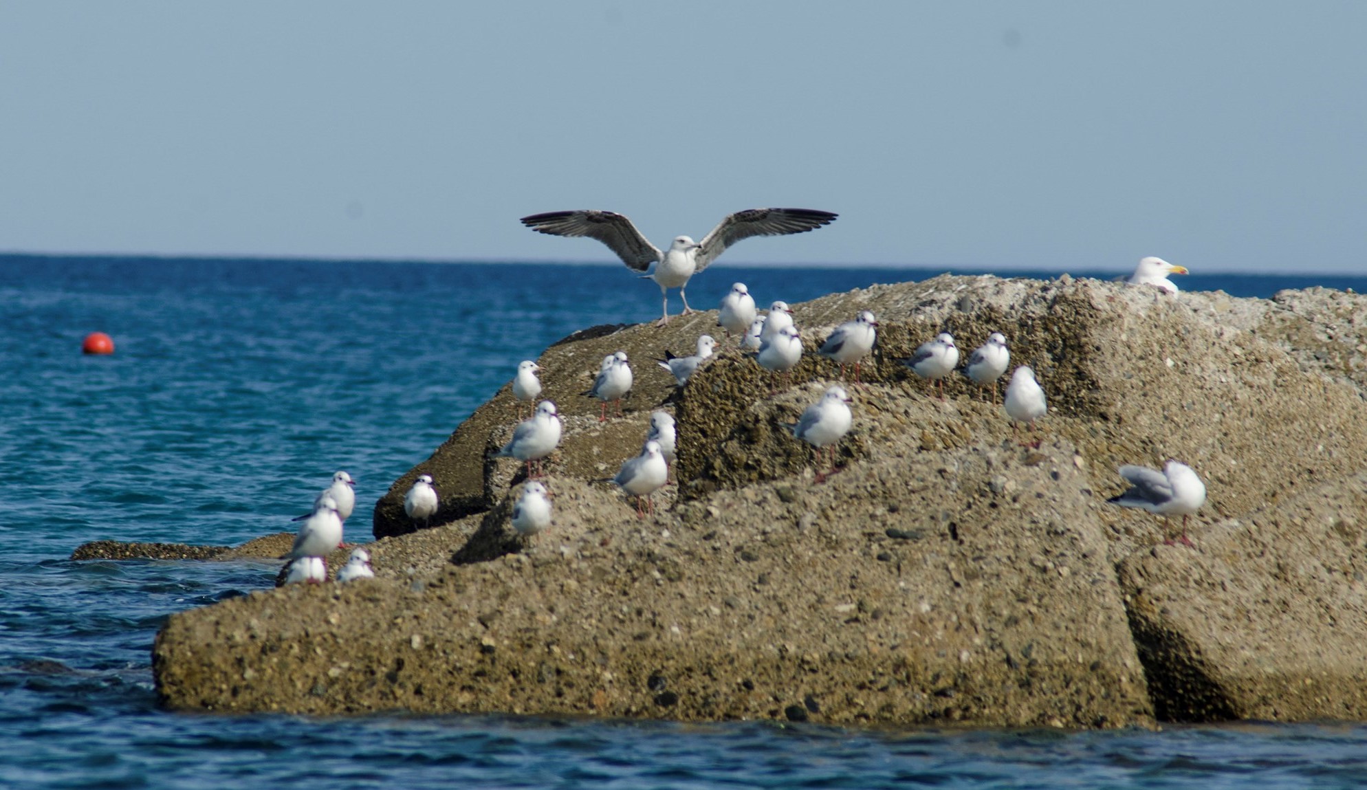 Family of Seagulls