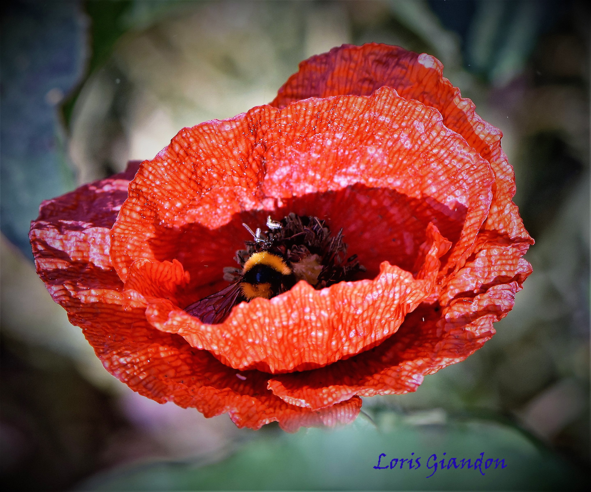 pavero