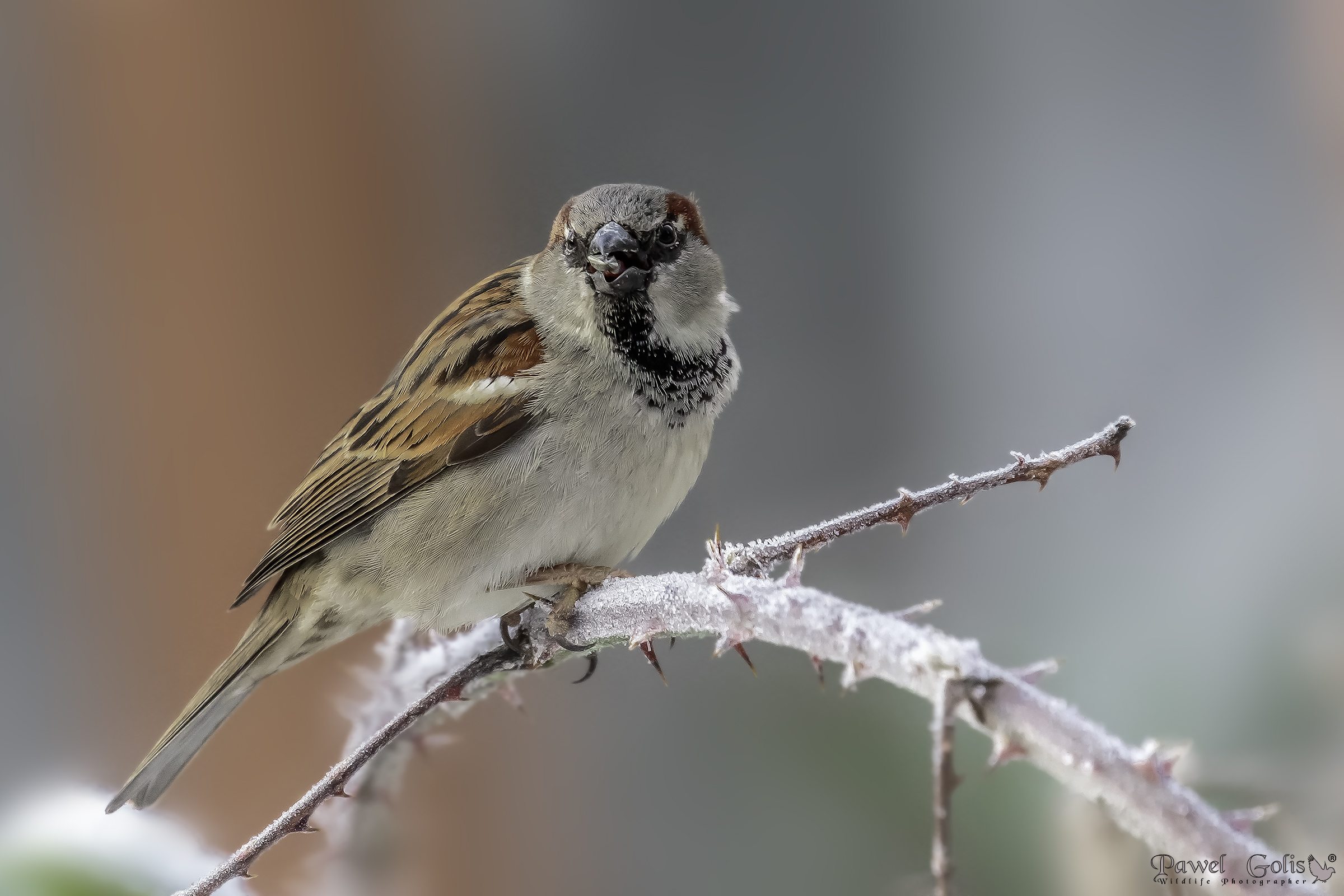 House sparrow (Passer domesticus)