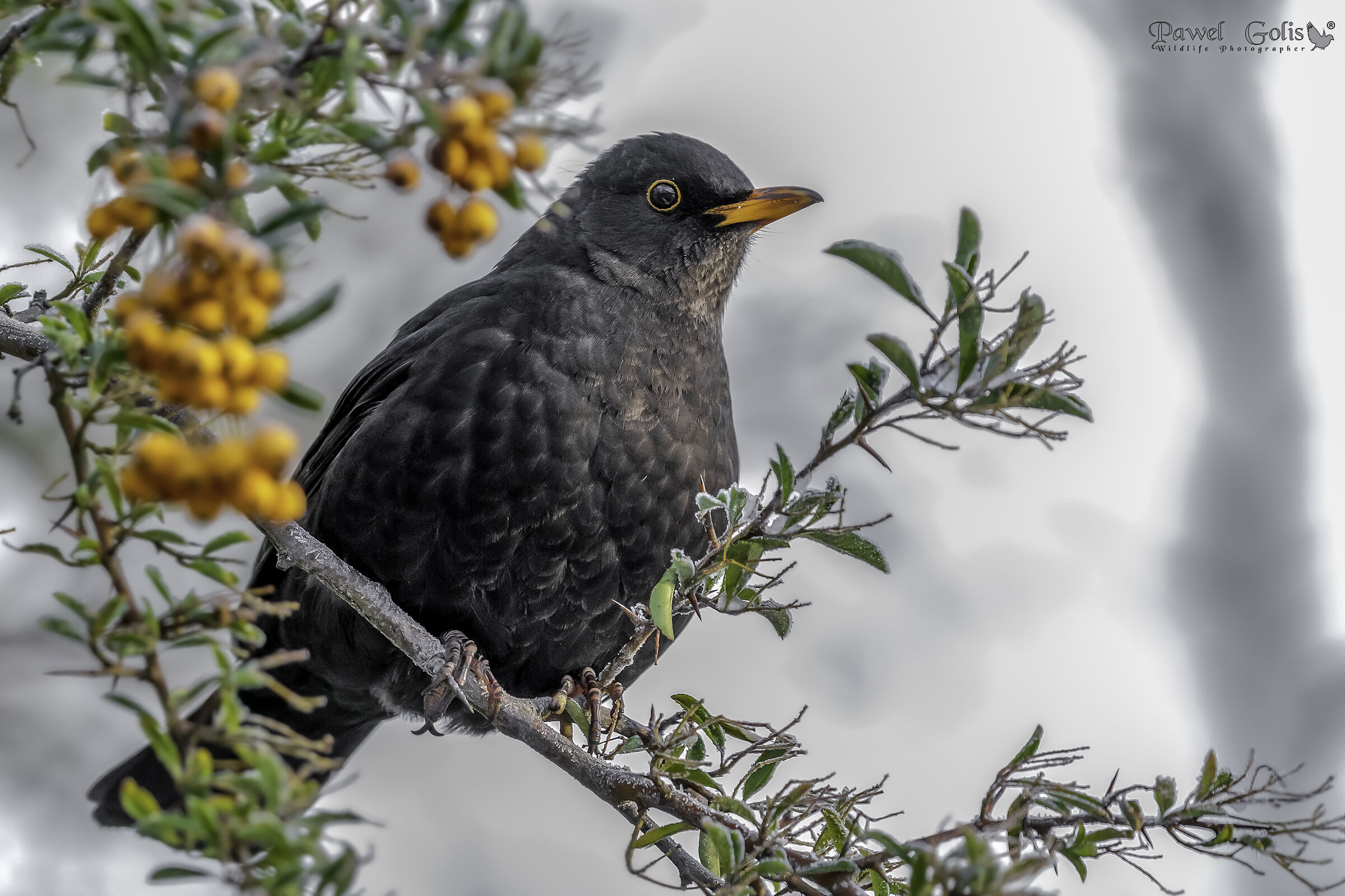 Winter common blackbird (Turdus merula)
