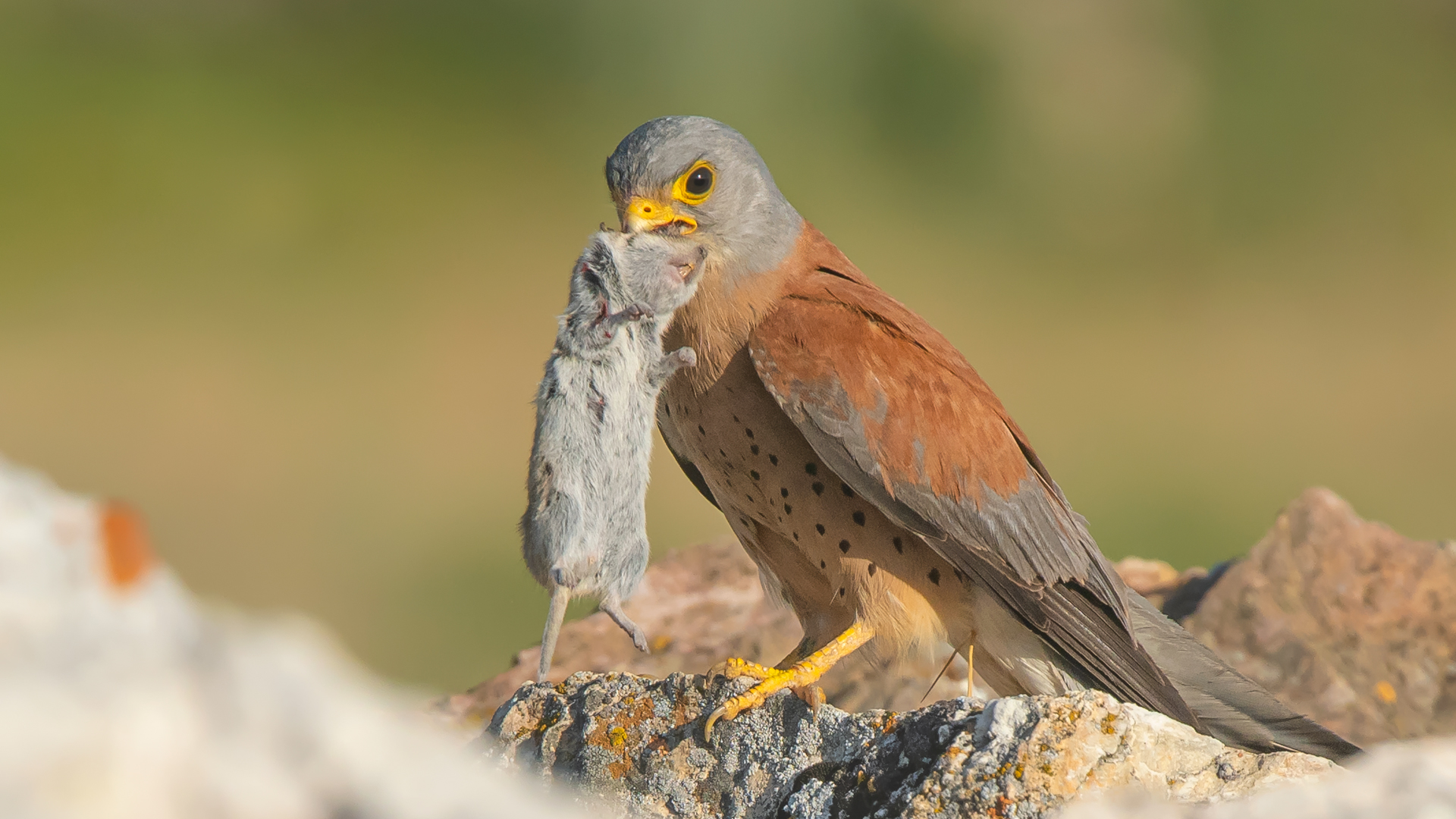 Falco naumanni » Lesser Kestrel