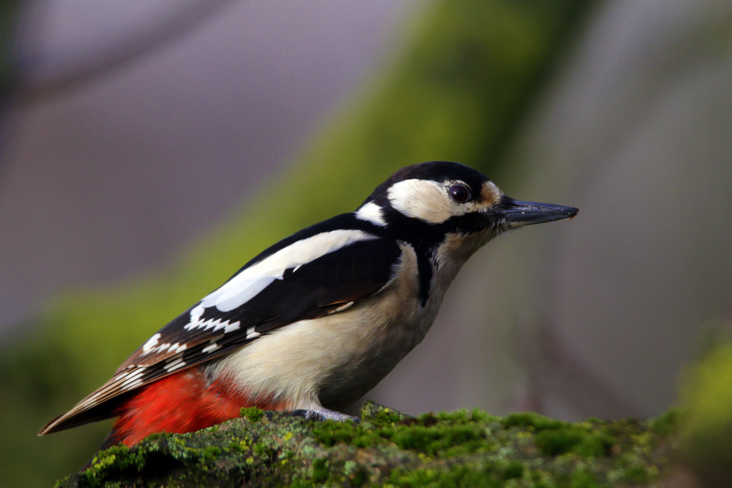 femmina rosso maggiore