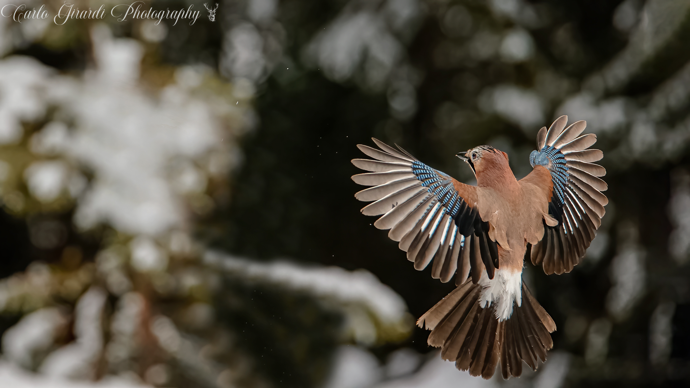 Jay