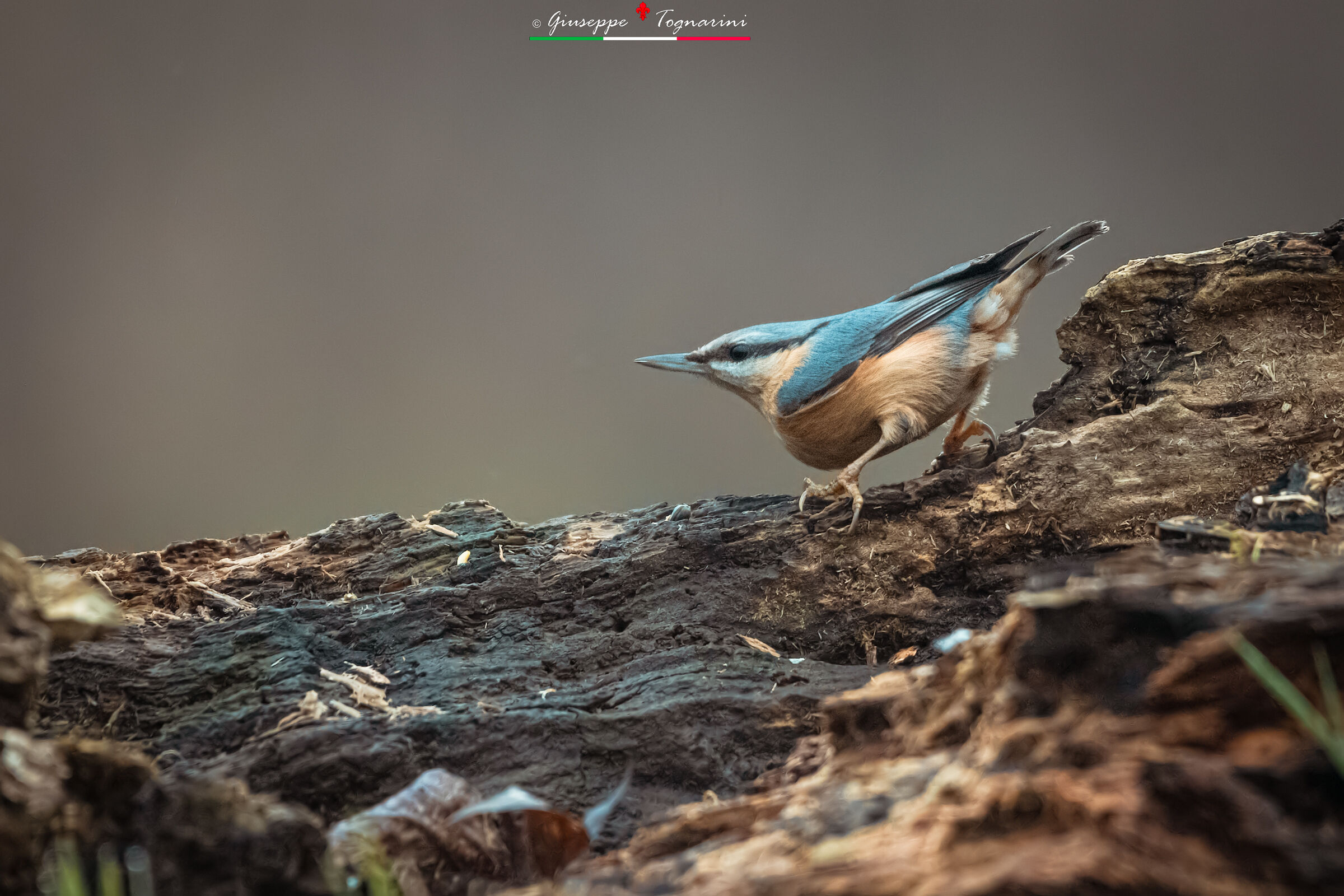 Picchio muratore (sitta europaea)