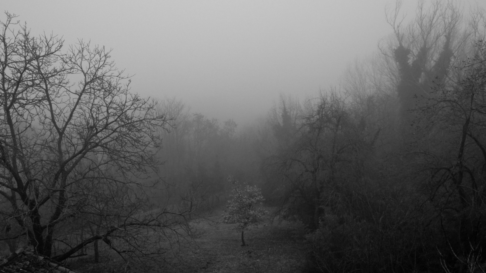 In un mare di nebbia...