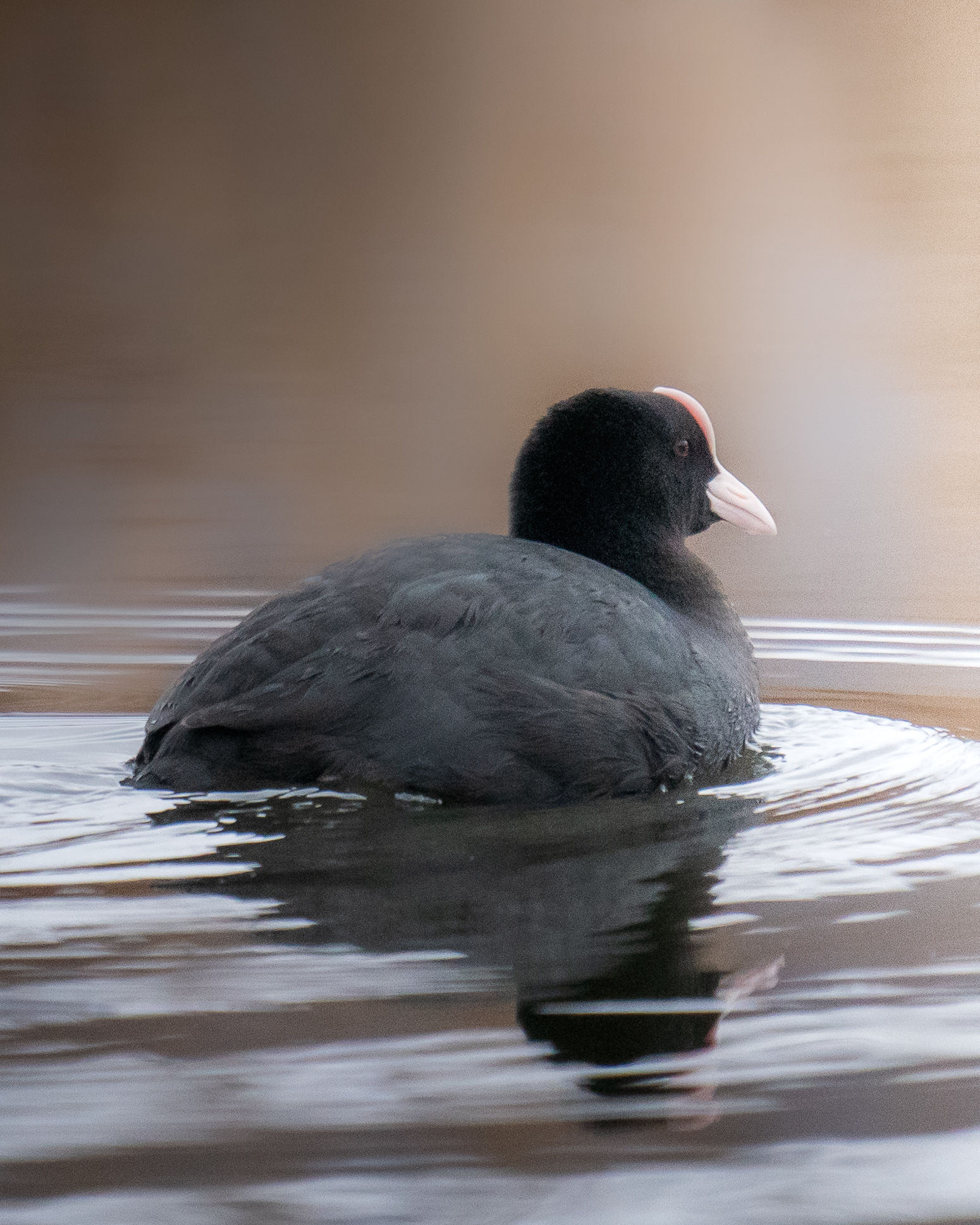 Coot