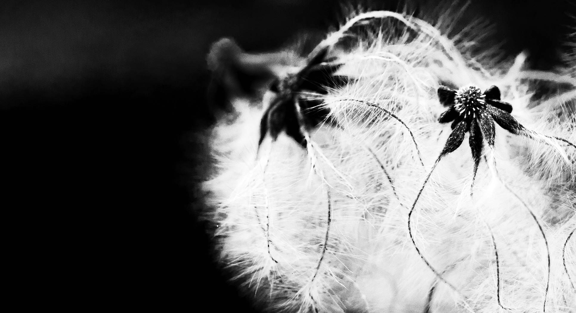Like jellyfish