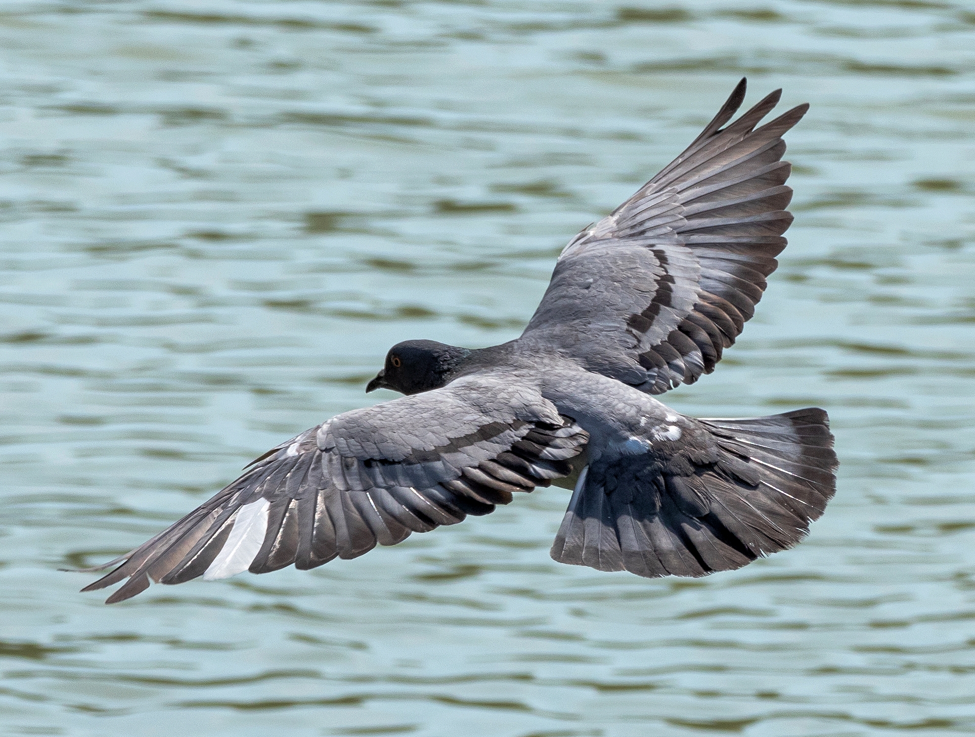Pigeon in flight 25/08/2020