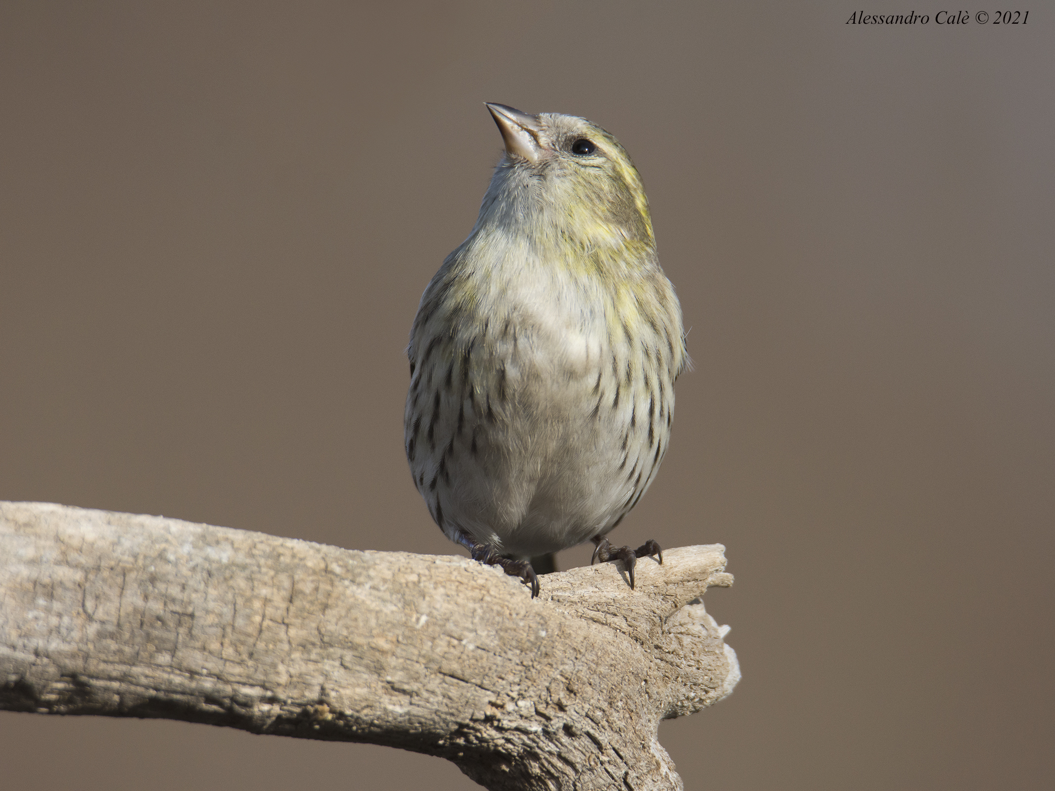 Carduelis spinus (Lucherino) 7502