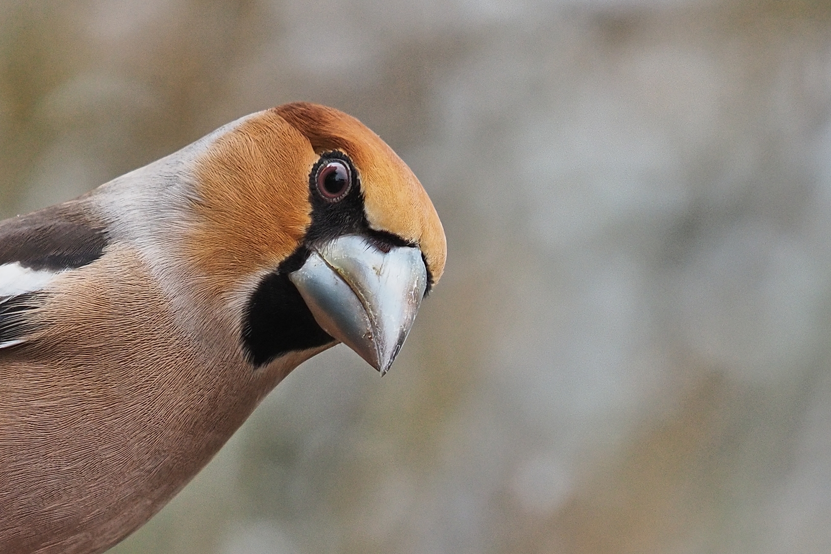 Hawfinch (verticale)