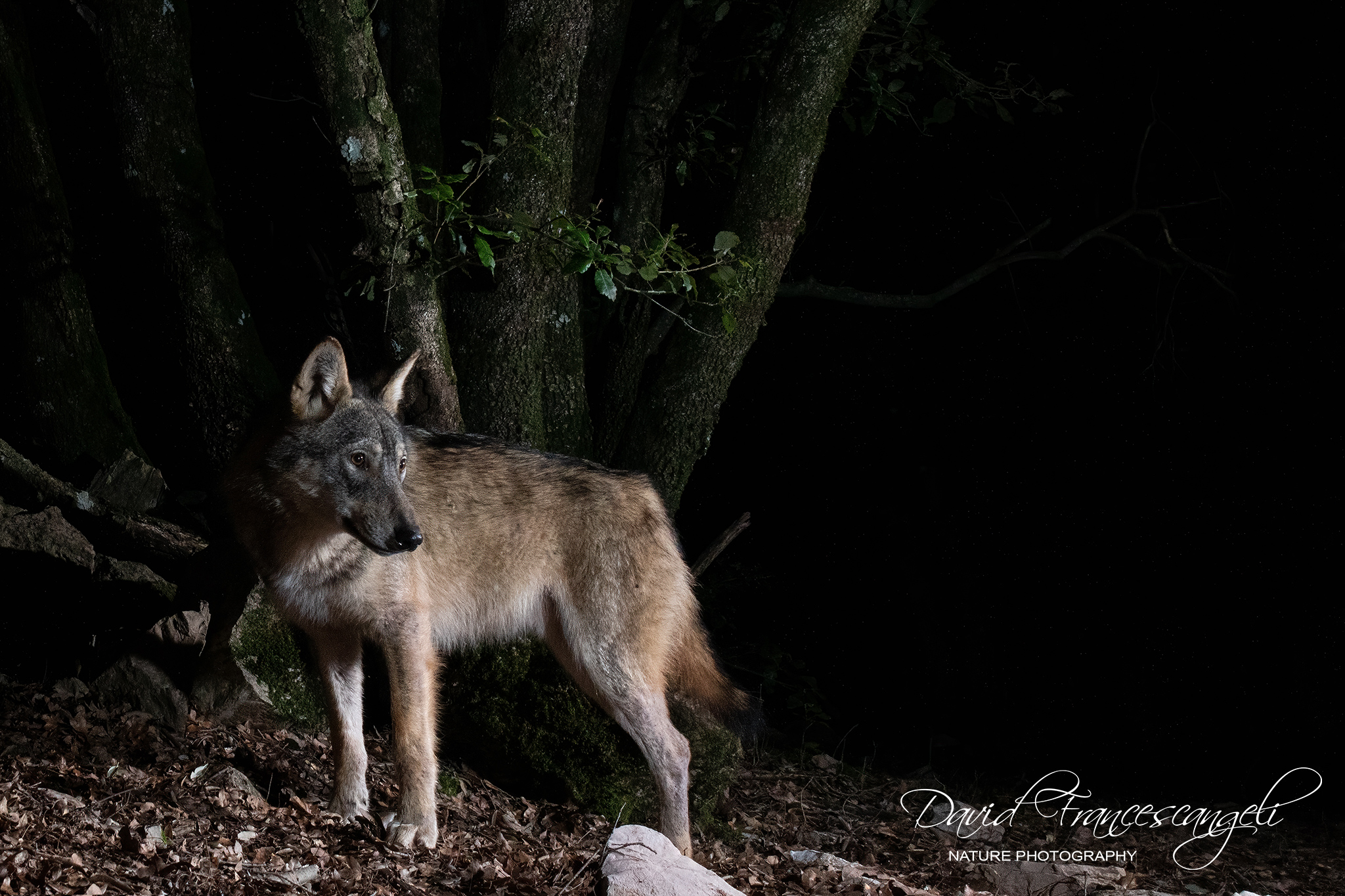 E finalmente arriva lei....