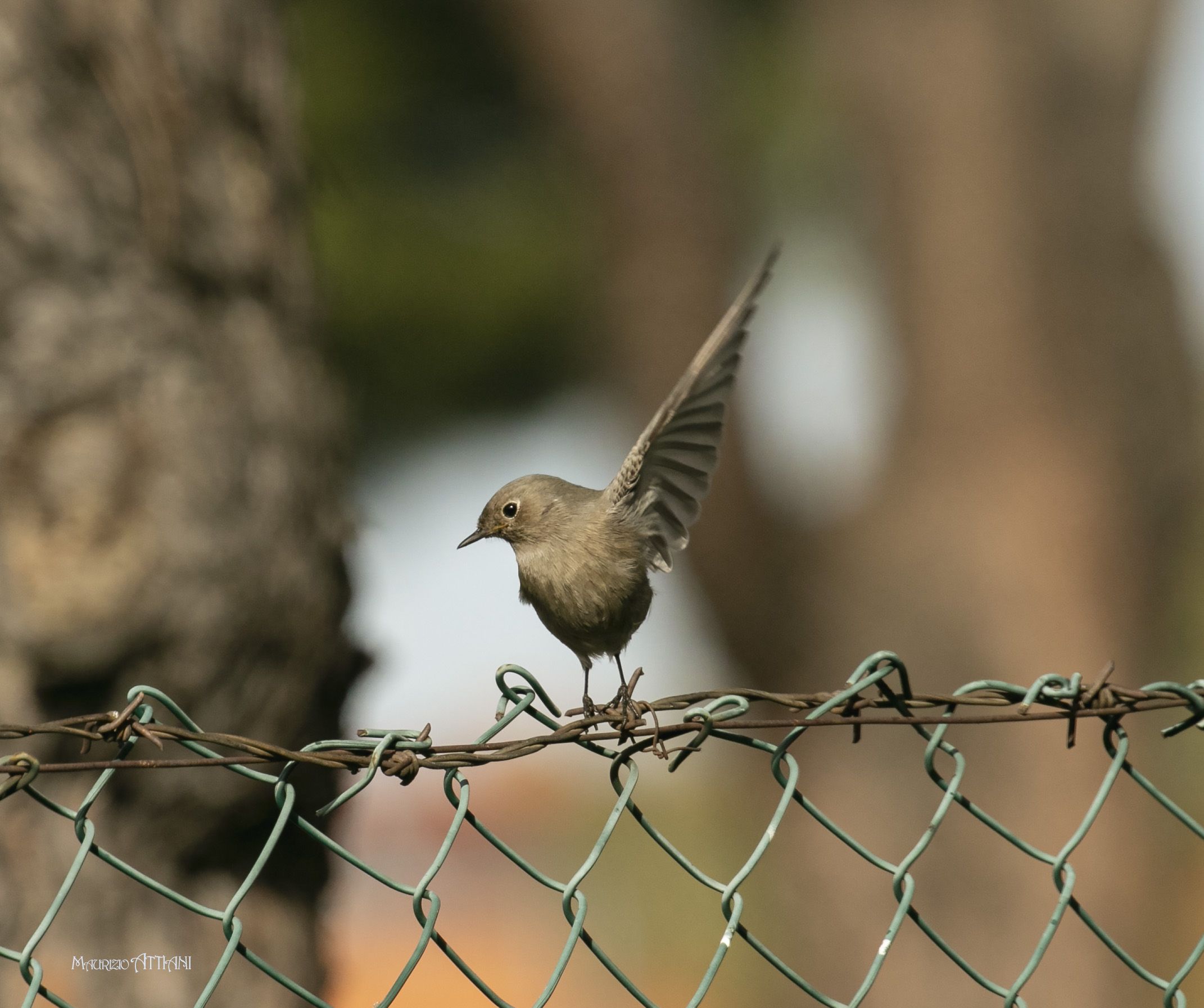 Io....io.... rispondo io ...la sò......
