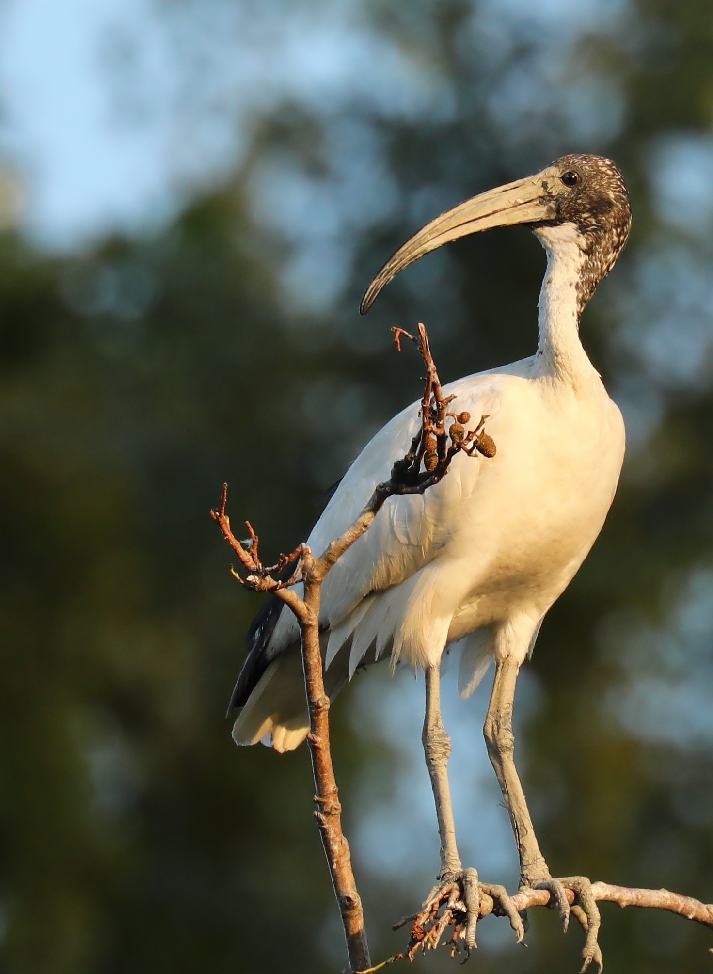 Sacred Ibis