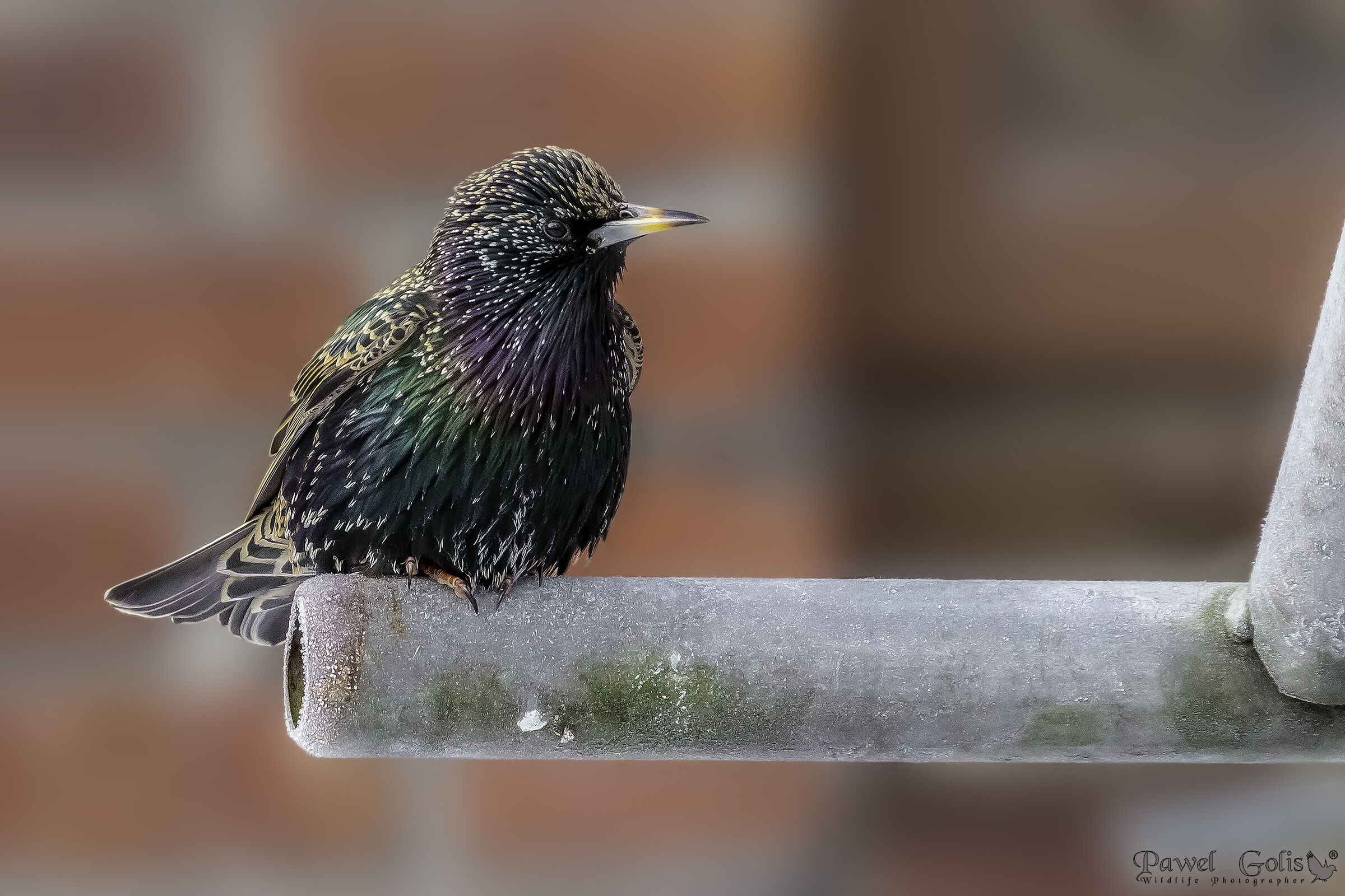 Common starling (Sturnus vulgaris)