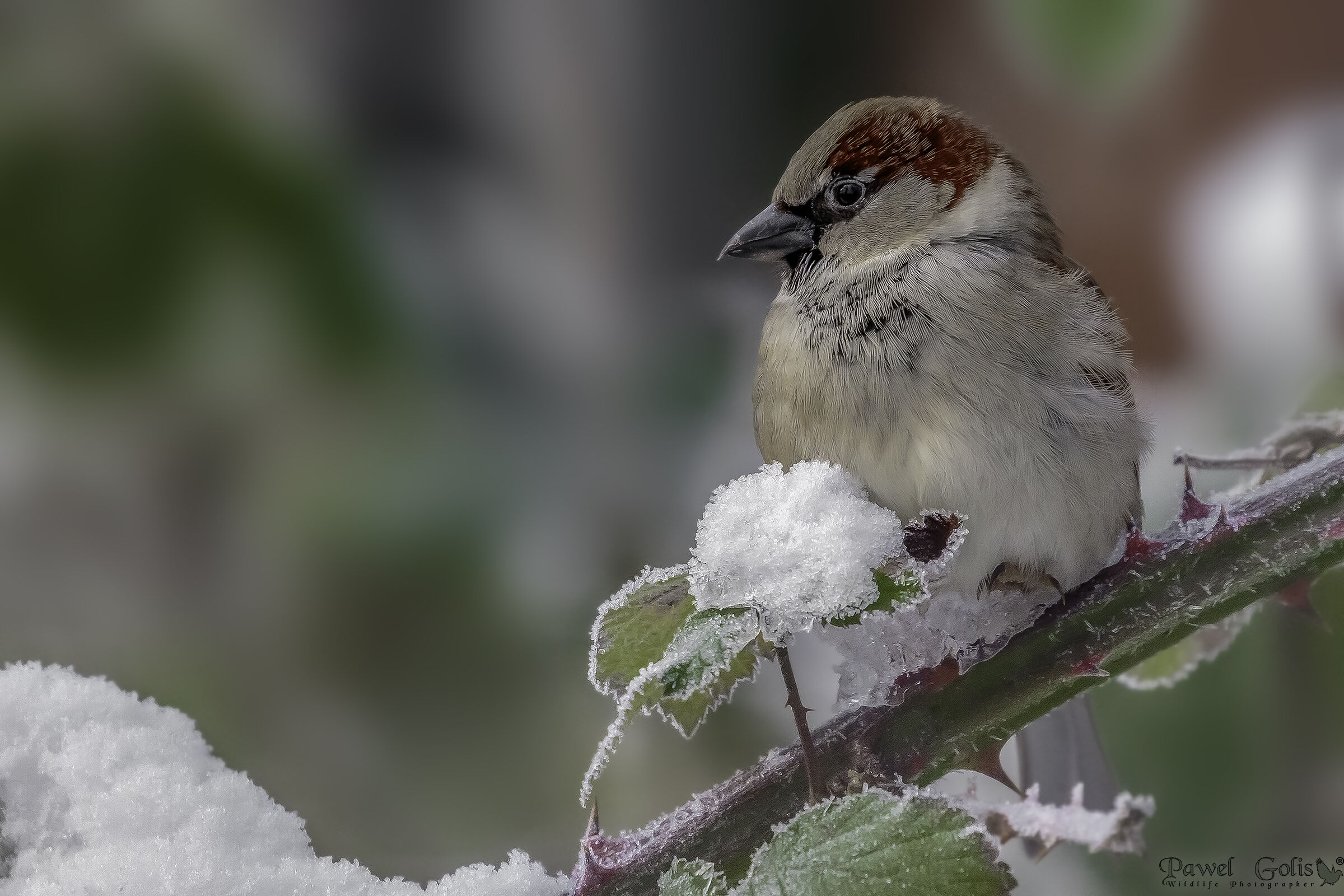 House sparrow (Passer domesticus)