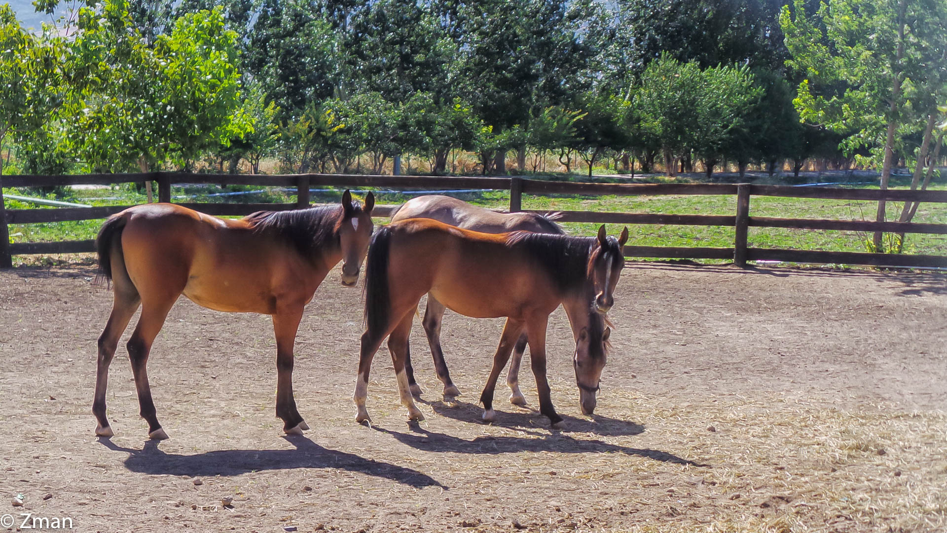 Trip To a Friend's Farm