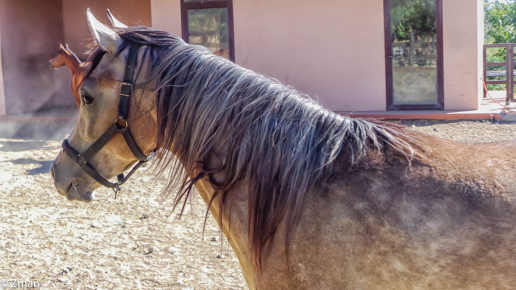 Trip To a Friend's Farm