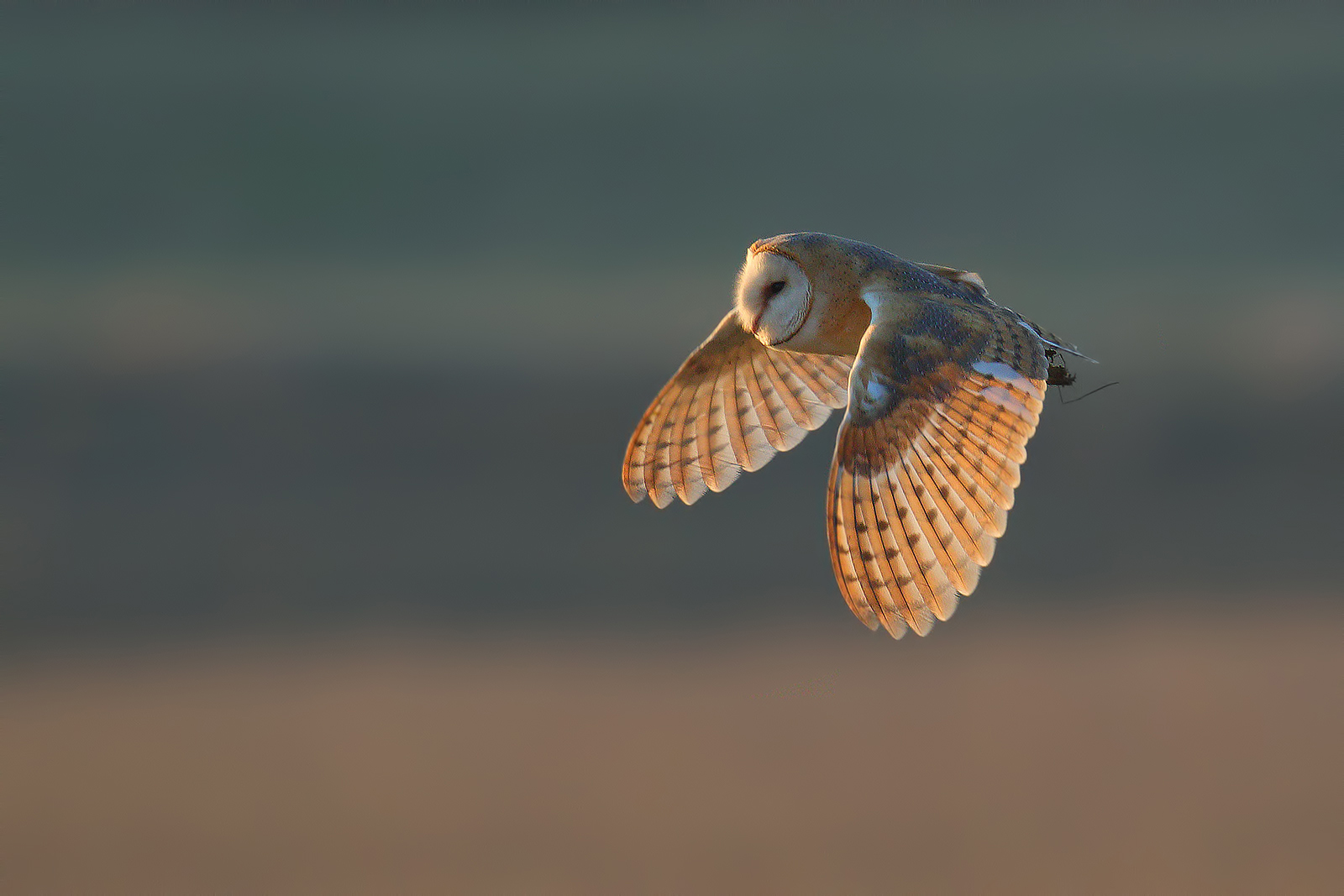 Il fantasma bianco parte II