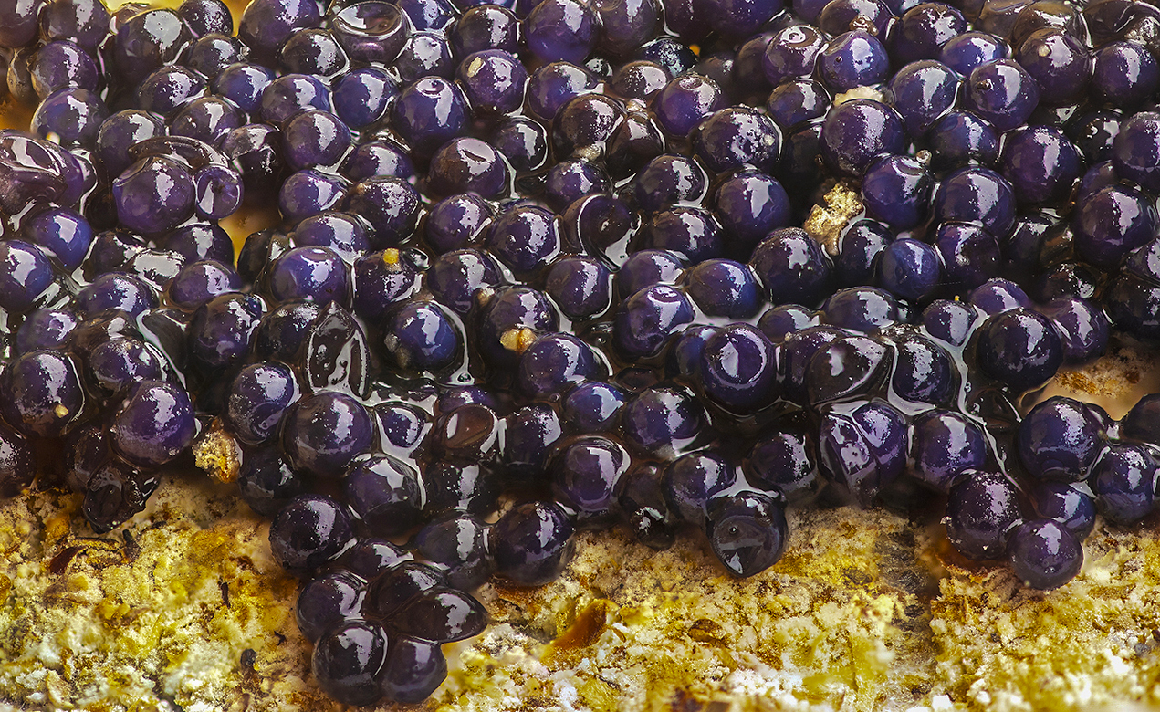 loin eggs