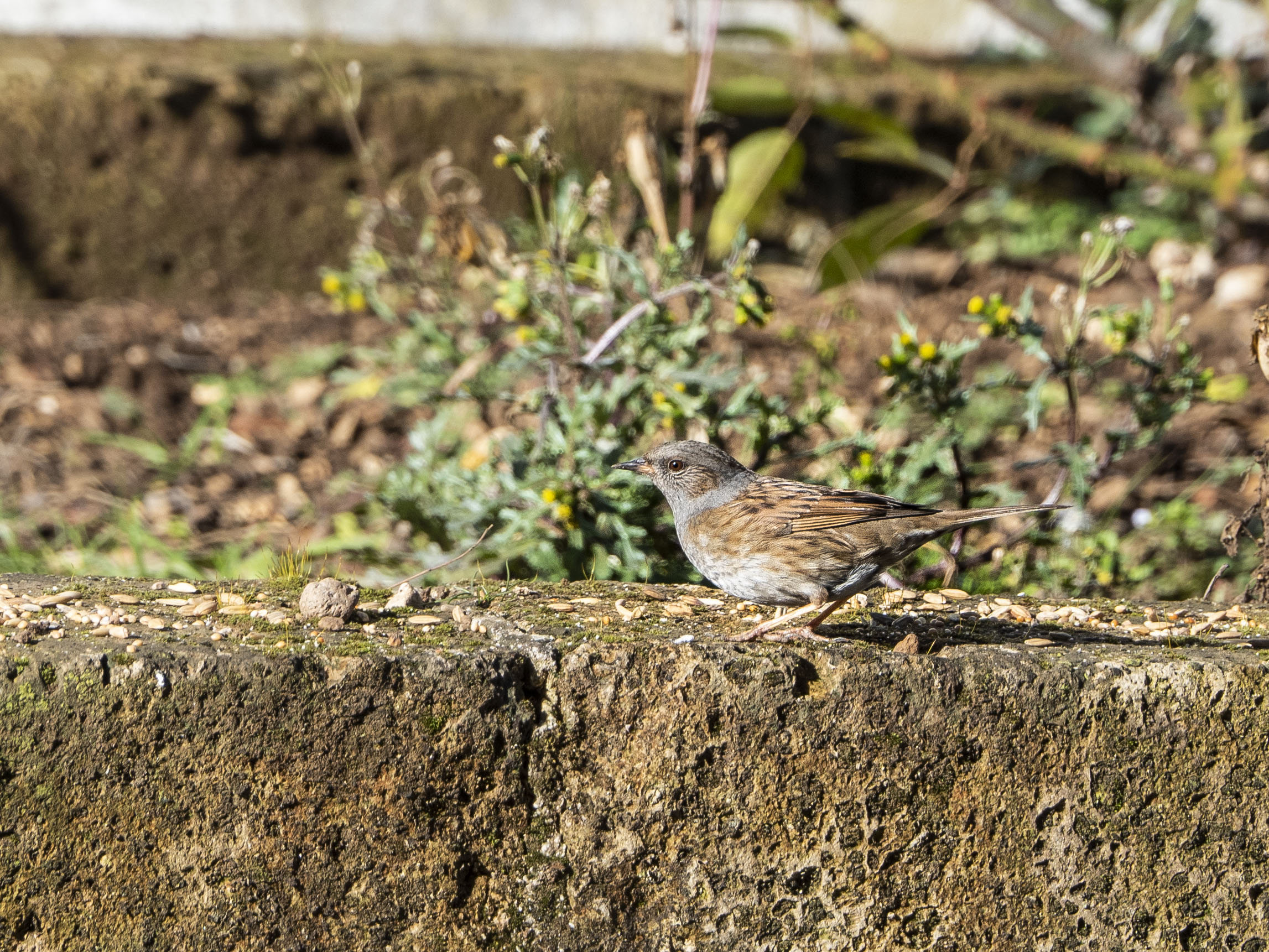 passera scopaiola.. vedo non vedo