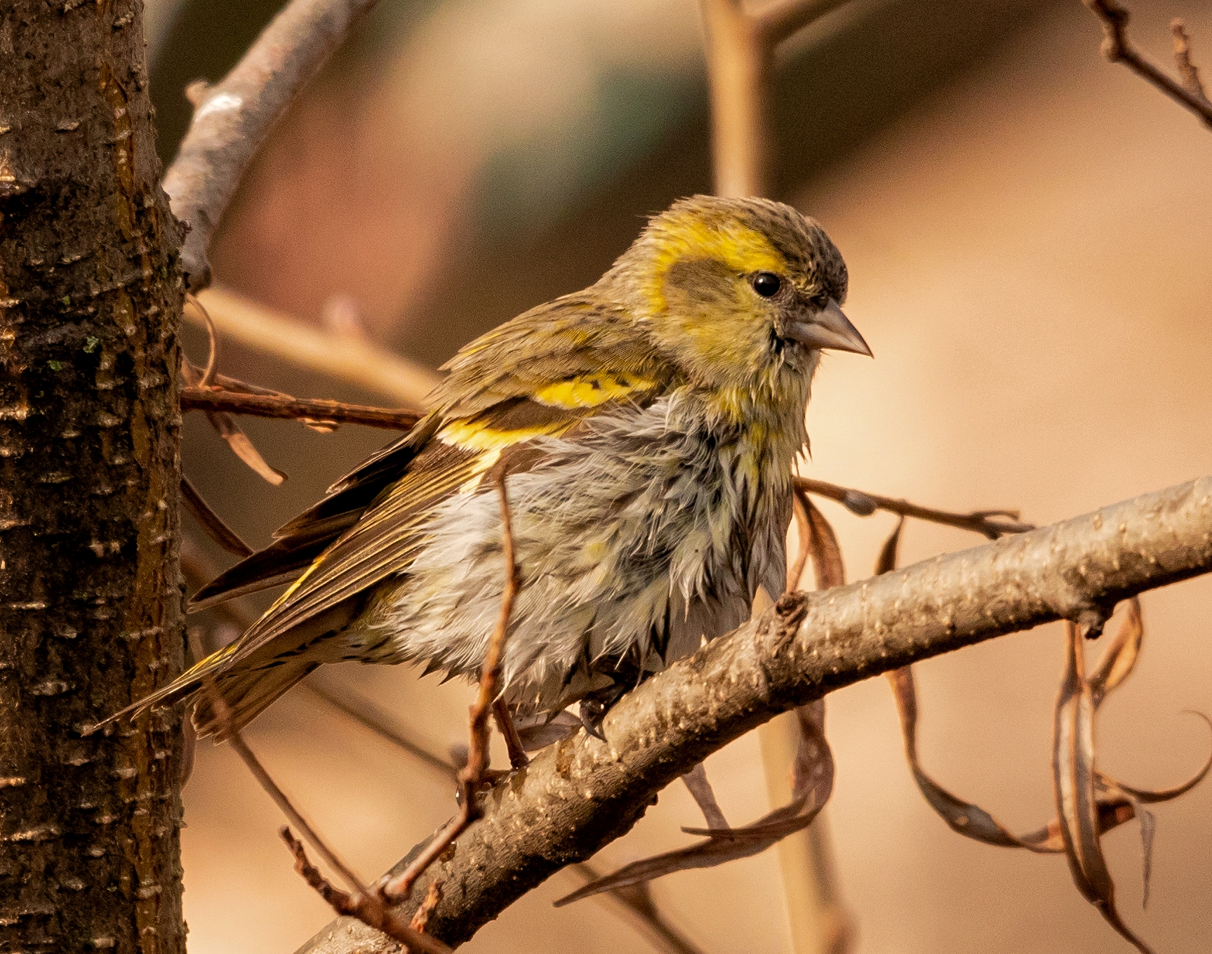 Female lucherino on wet branch 2/02/2021