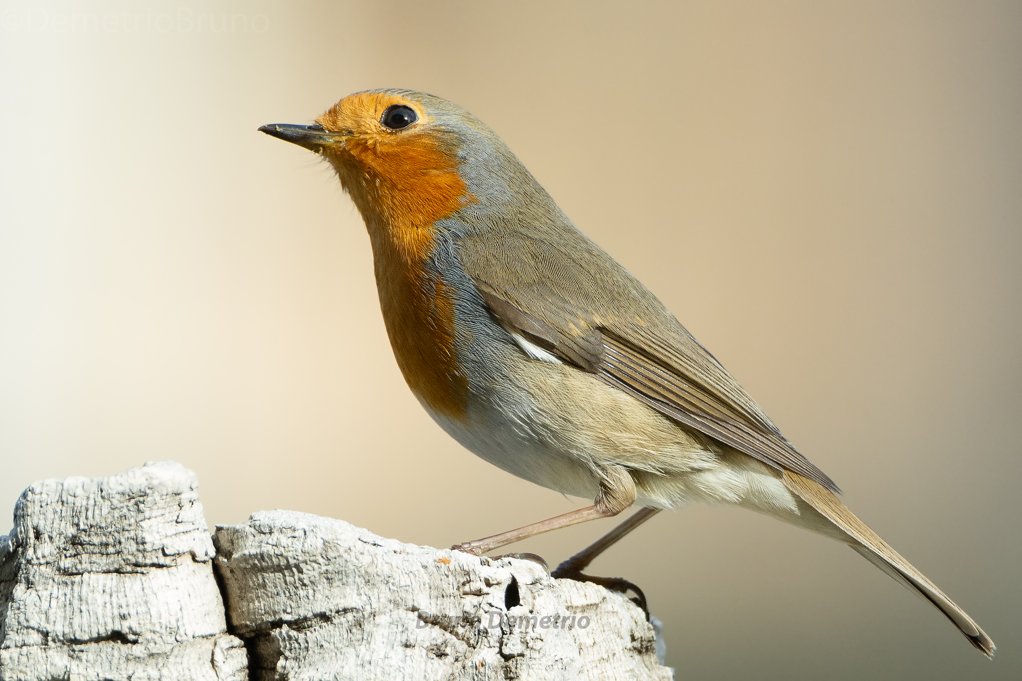 Robin