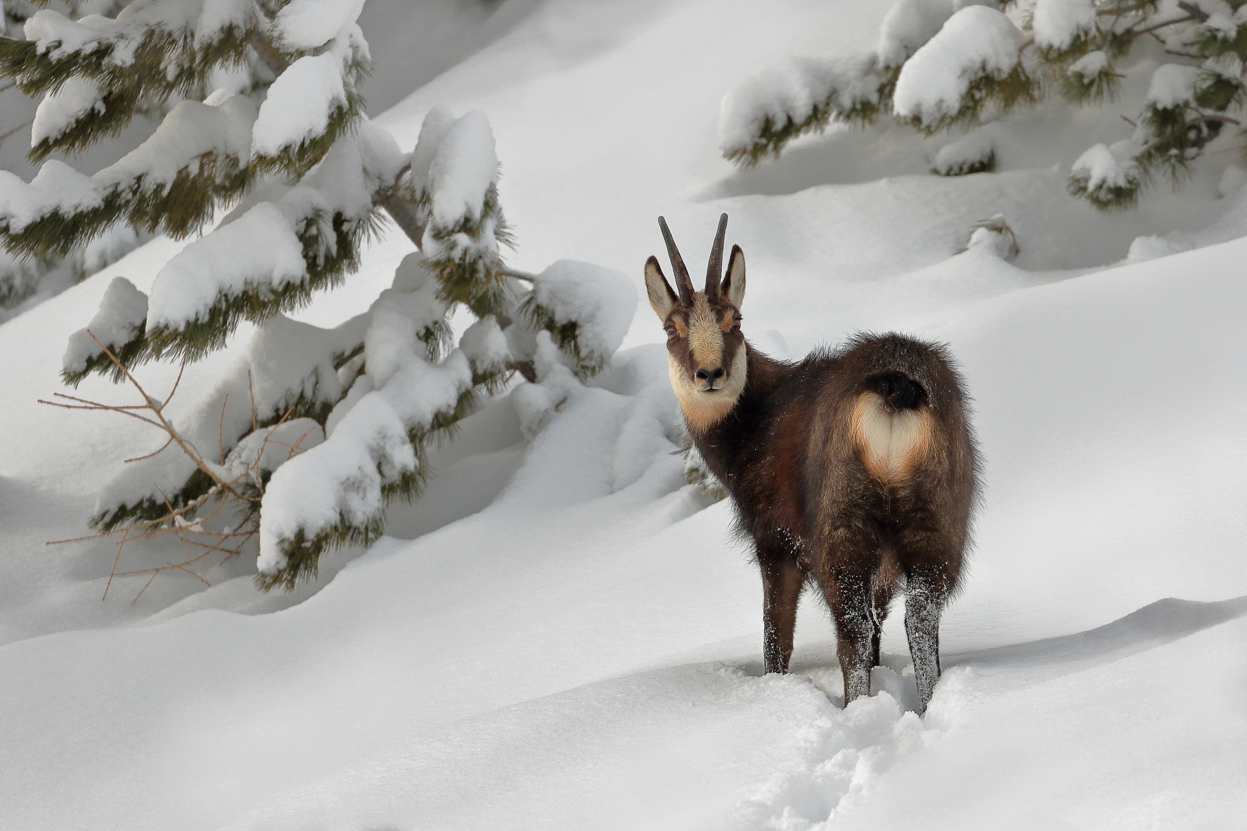 Among the snowy cembri...