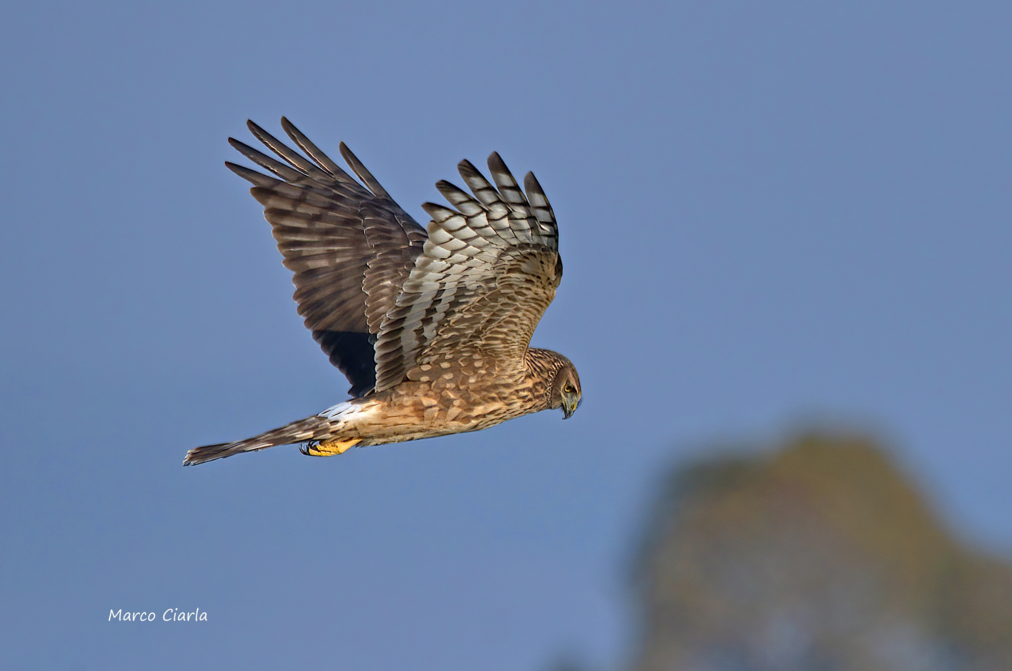 Royal Albanella (Circus cyaneus)