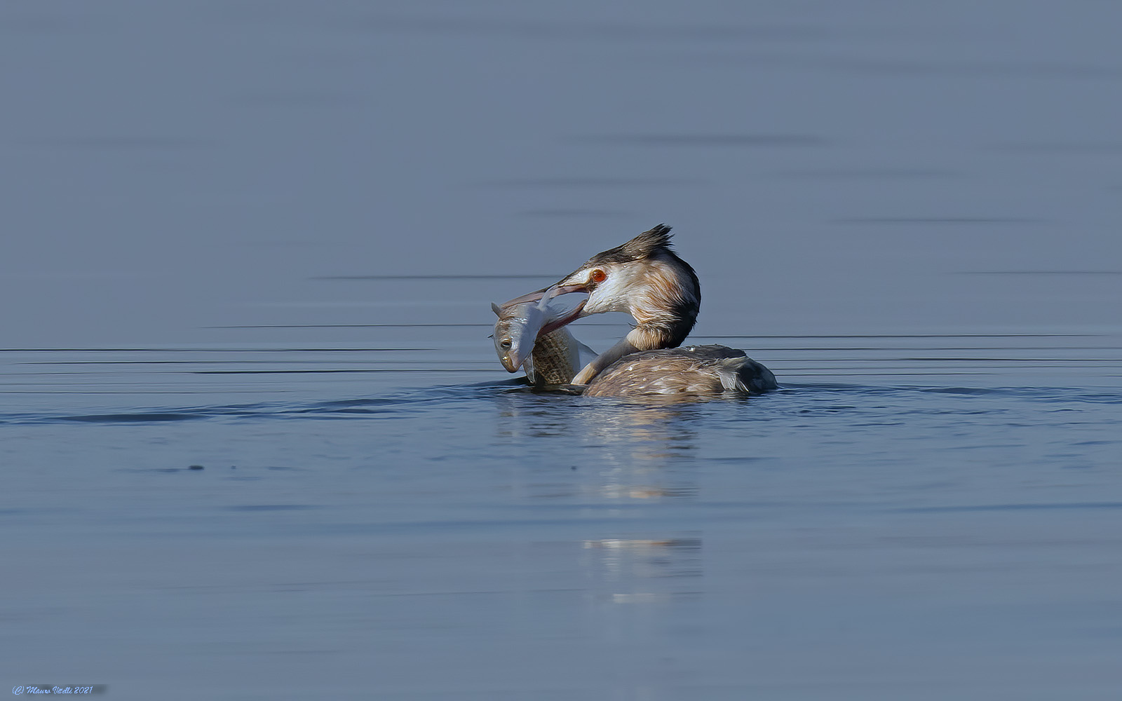 Greater svasso with prey