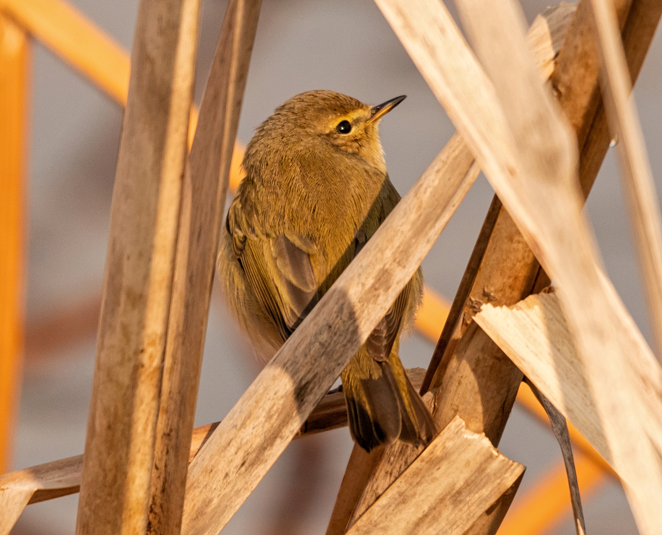 Lui Piccolo (phylloscopus) female 2/02/2021